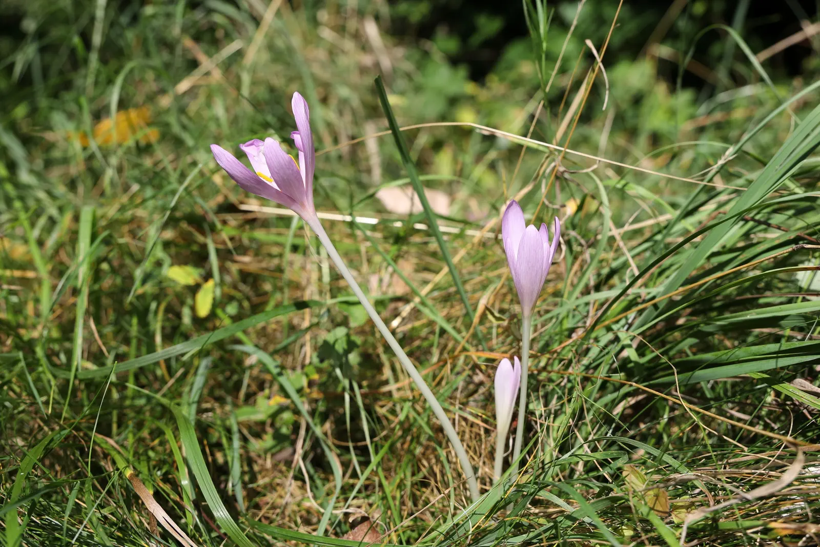 Meadow Saffron (Colchicum Speciosum) — with a spread of roughly 3 to 6 inches; keep in mind that all parts of this plant are highly toxic if, image 102