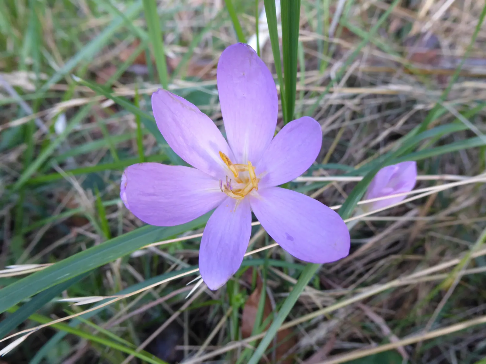 Meadow Saffron (Colchicum Speciosum) — only to die back before the flowering season.<br><br>Growing to a height of about 6 to 10 inches