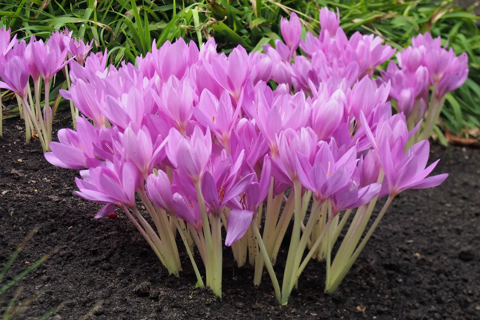Meadow Saffron (Colchicum Speciosum) — Thriving in USDA zones 4-8, it requires moist, well-drained soil and partial shade; however, avoid, image 94