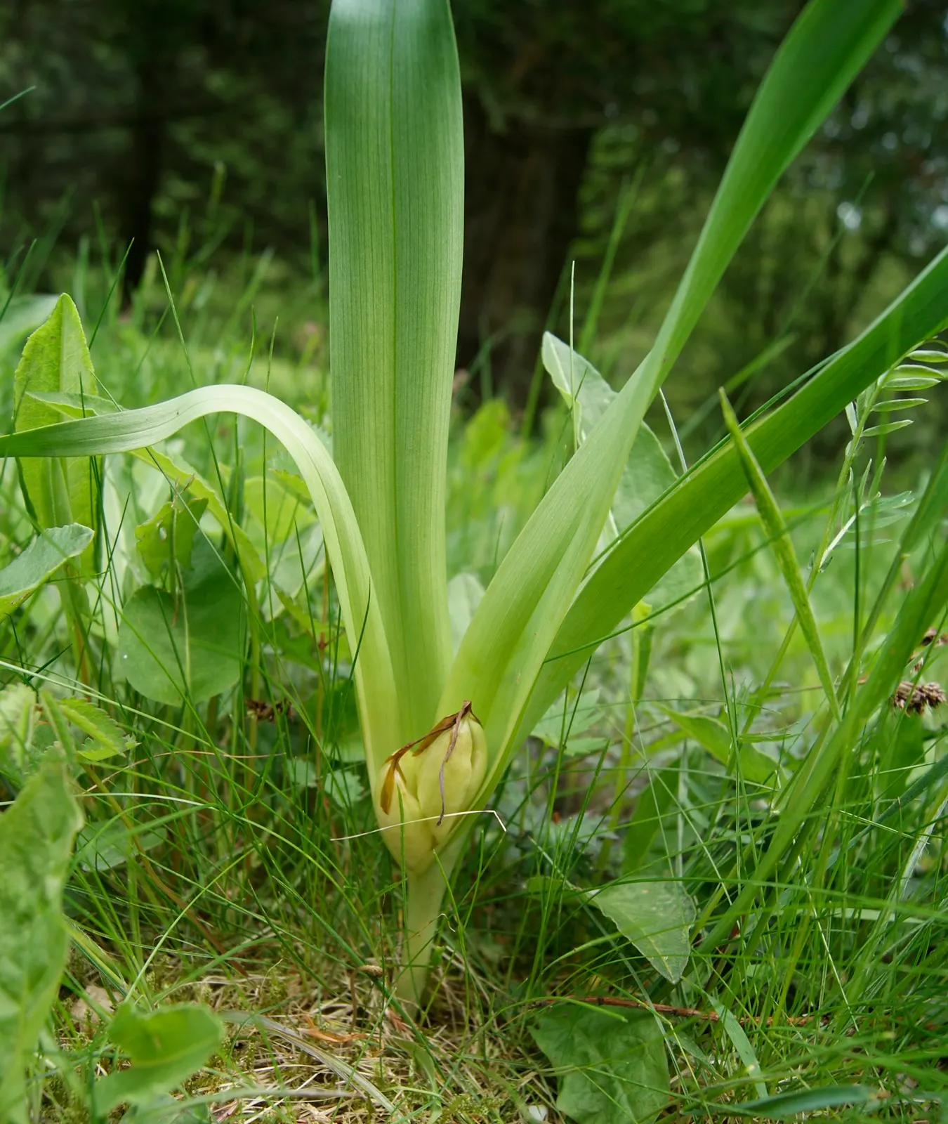 Meadow Saffron (Colchicum Speciosum) — bulb with purple blooms; when incorporating Meadow Saffron in a landscape design, consider planting in clusters for