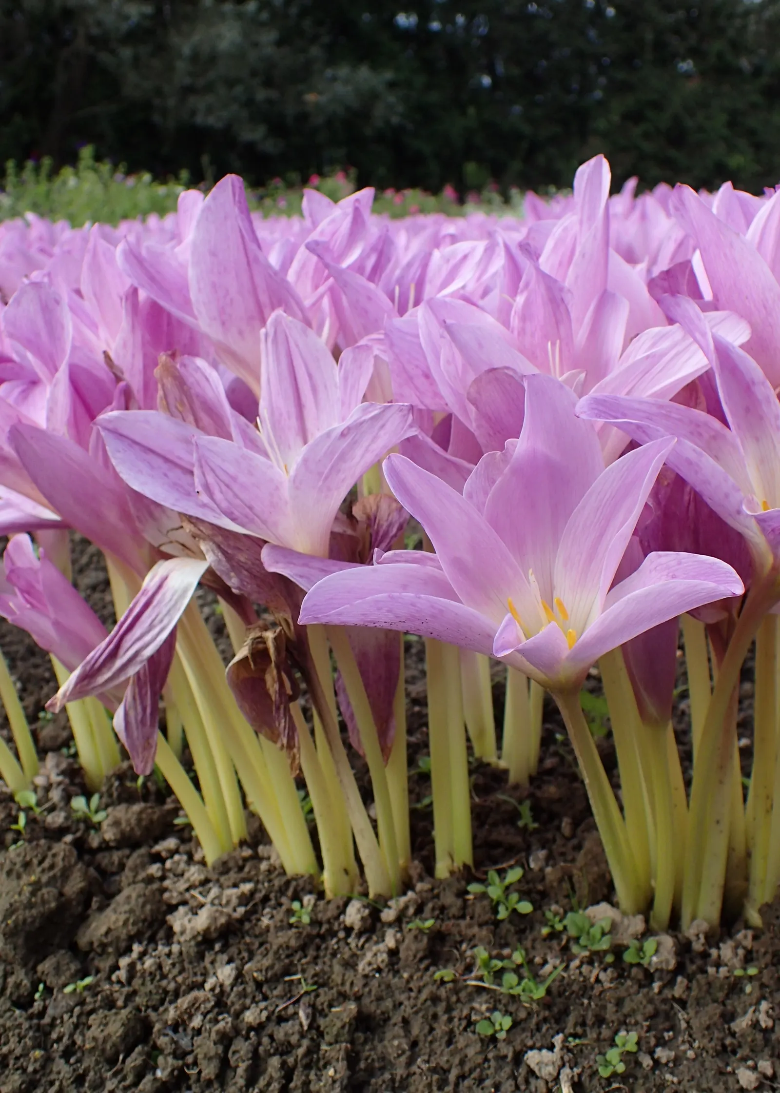 Meadow Saffron (Colchicum Speciosum) — This makes it perfect for garden borders or naturalizing in grassy areas