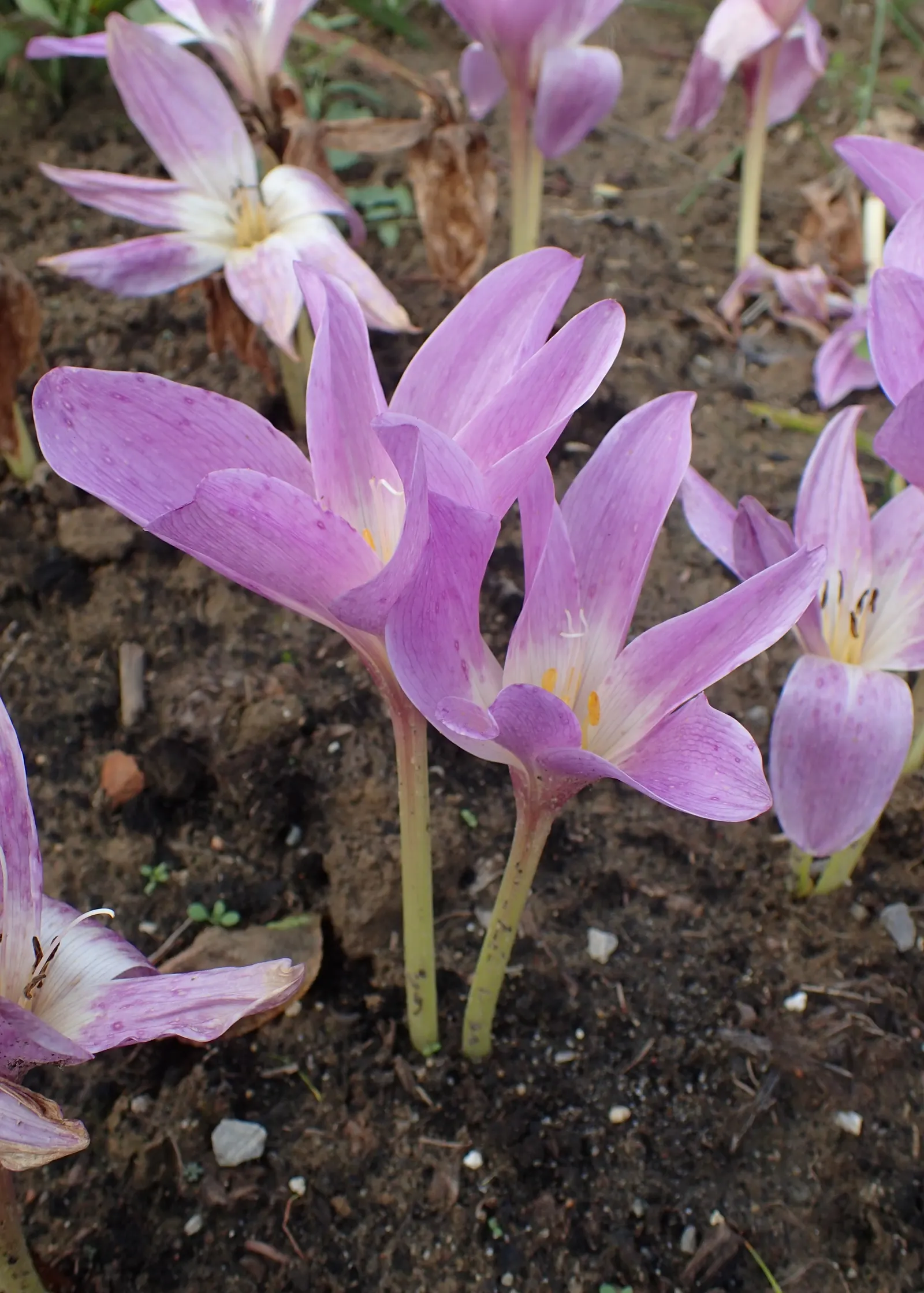 Meadow Saffron (Colchicum Speciosum) — ensure adequate moisture during the growing season; a member of the Colchicaceae family, image 143