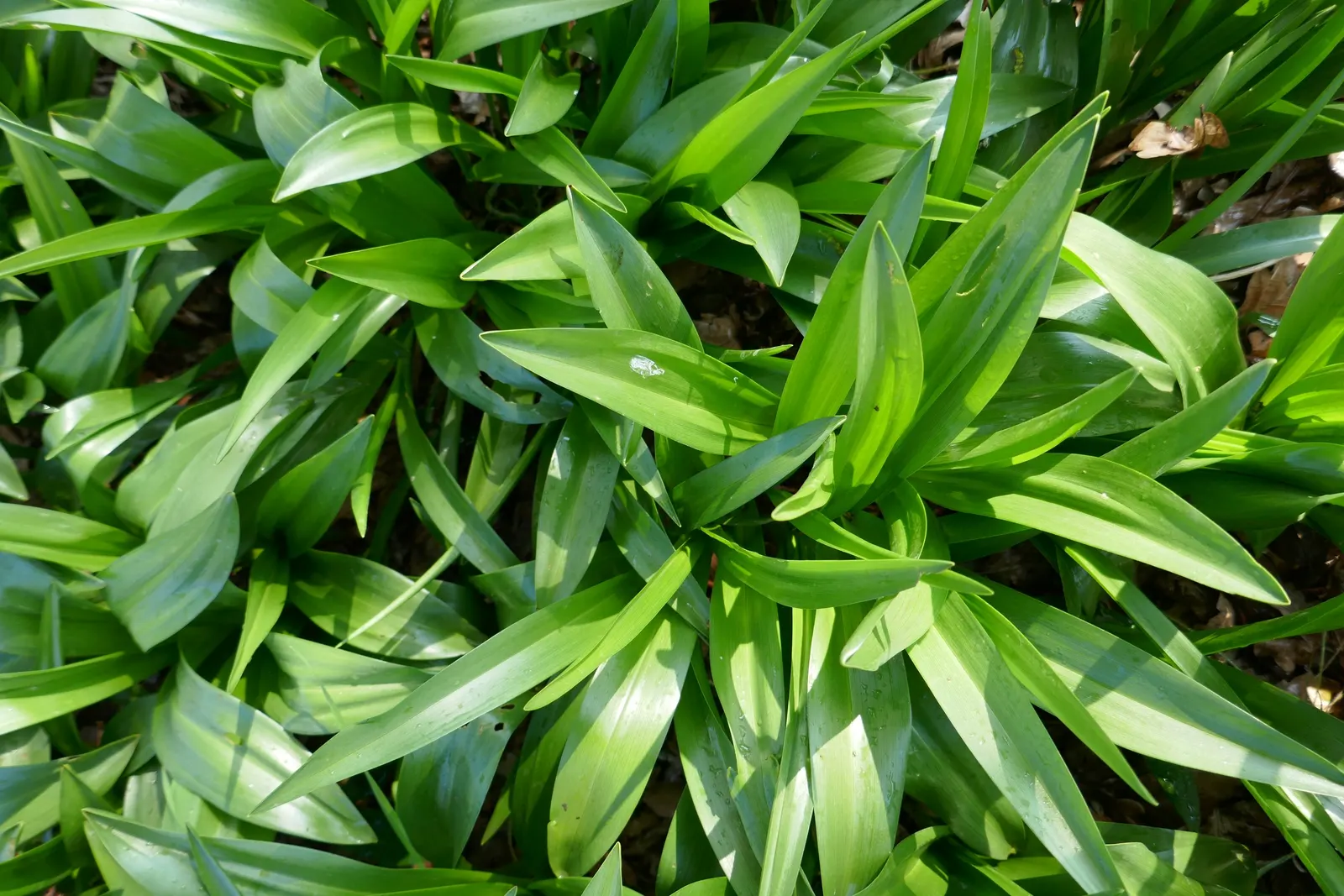 Meadow Saffron (Colchicum Speciosum) — with a spread of roughly 3 to 6 inches; keep in mind that all parts of this plant are highly toxic if, image 72