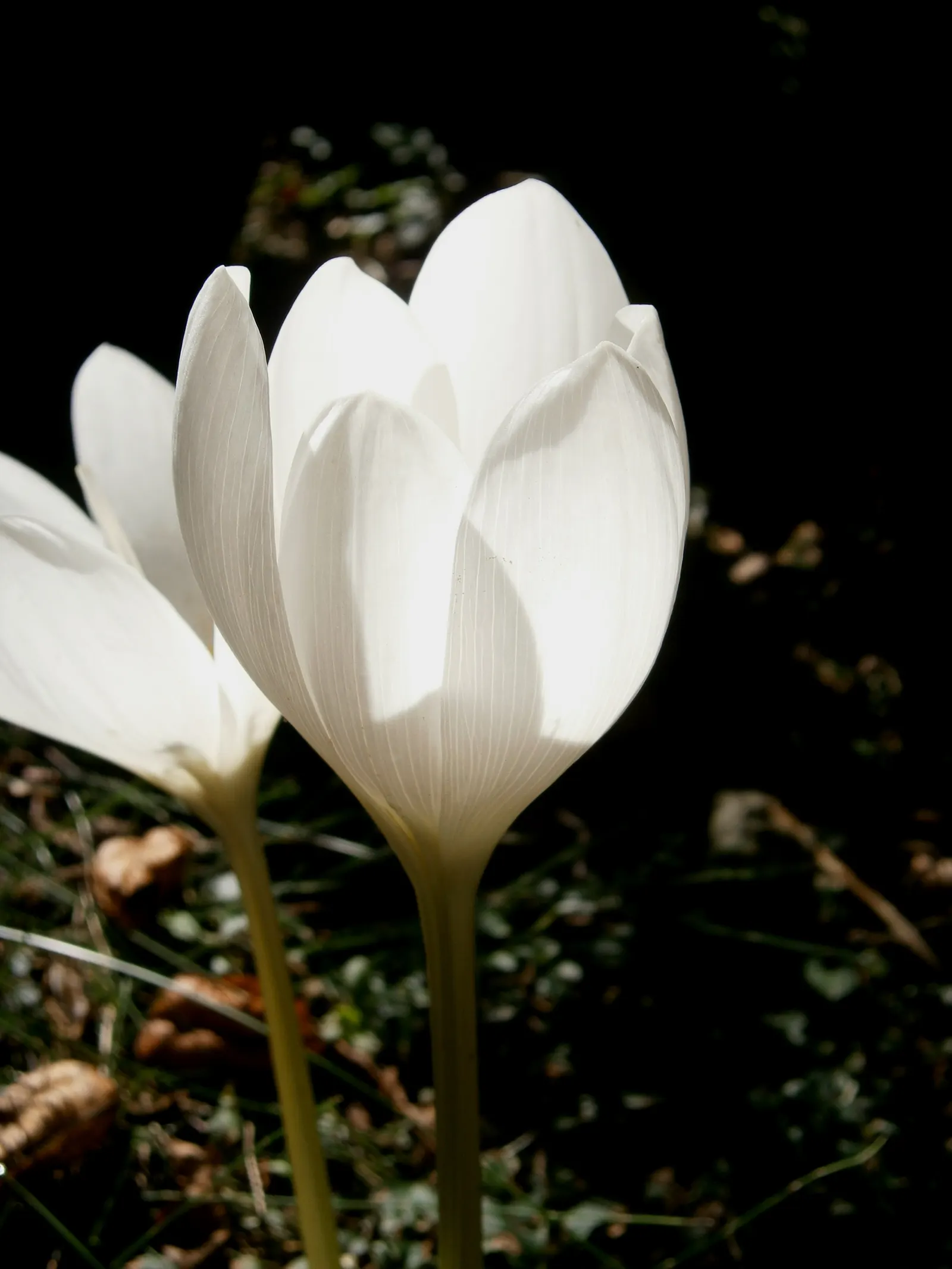 Meadow Saffron (Colchicum Speciosum) — bulb for full or half; offering a delightful surprise when much of the landscape is preparing for the quiet, image 120