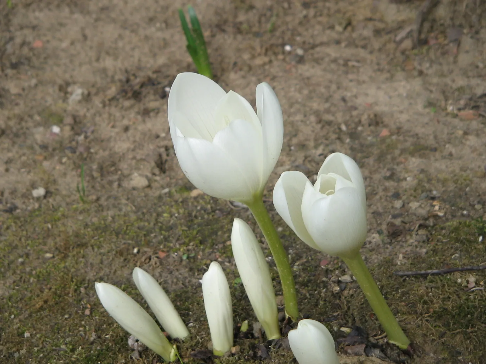 Meadow Saffron (Colchicum Speciosum) — Thriving in USDA zones 4-8, it requires moist, well-drained soil and partial shade; however, avoid, image 64