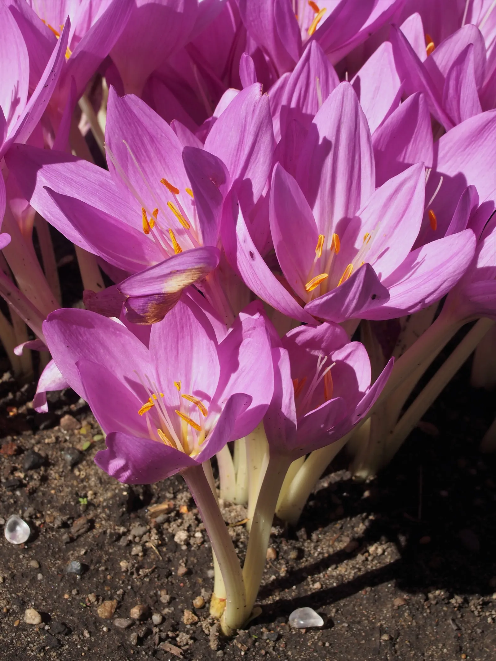 Meadow Saffron (Colchicum Speciosum) — when most other plants are fading; while its foliage appears in spring