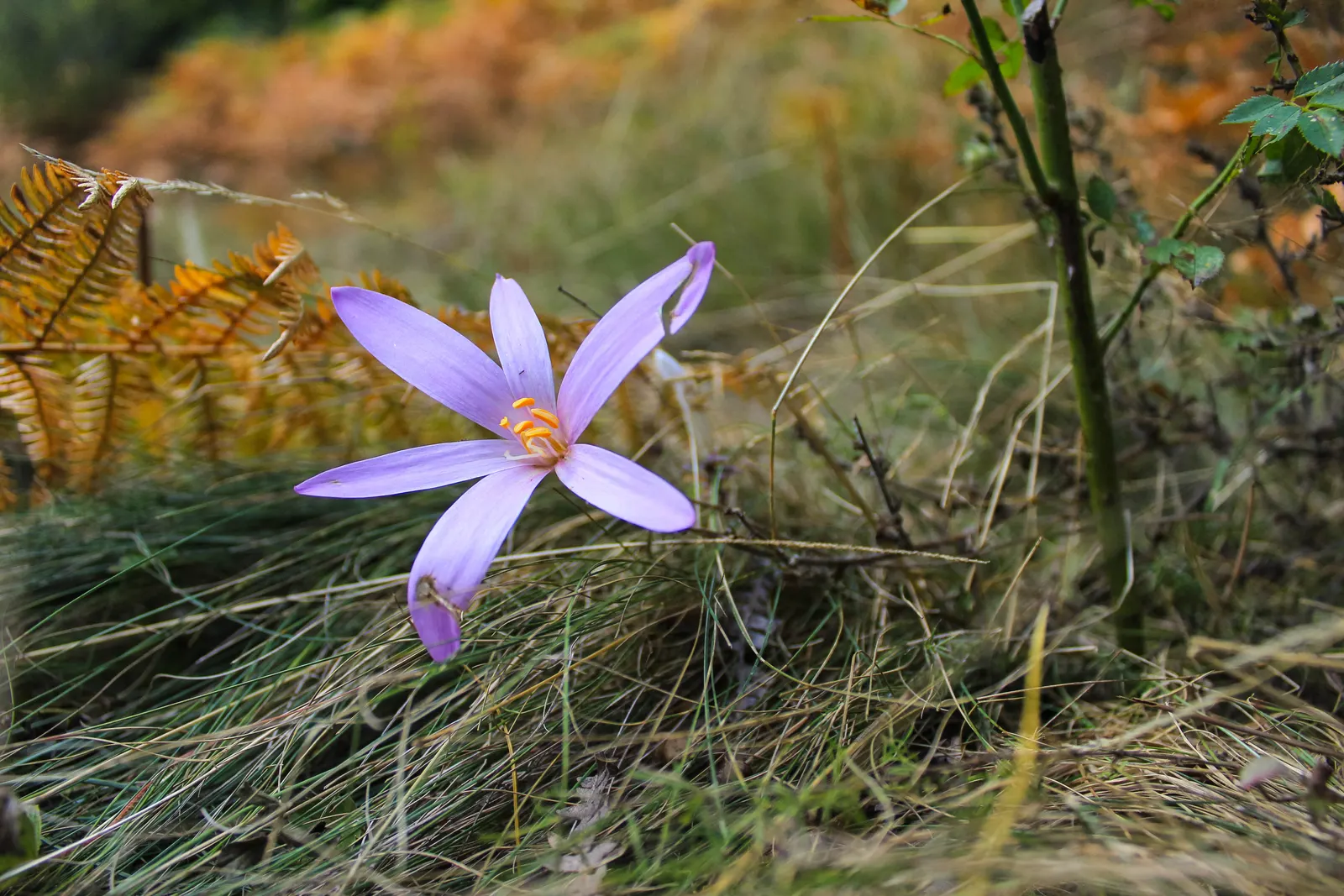 Meadow Saffron (Colchicum Speciosum) — appearing before its strappy green leaves in spring; presenting a bold statement in the fall garden