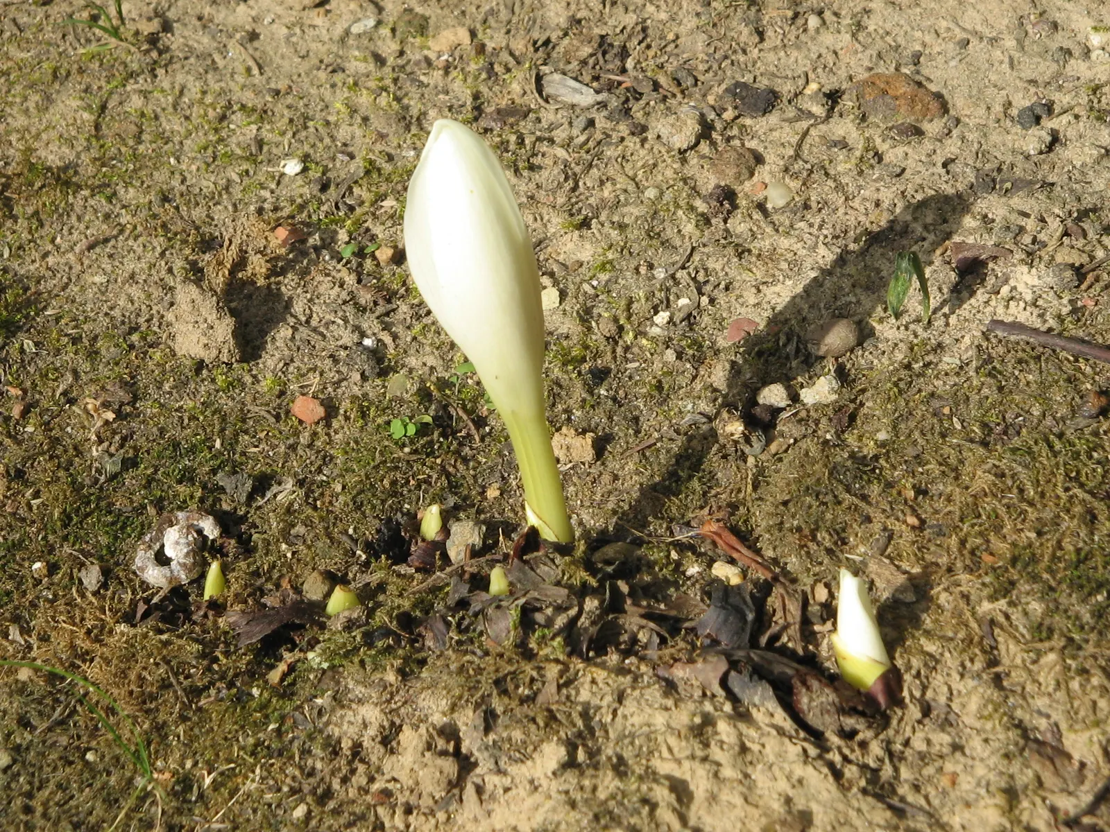 Meadow Saffron (Colchicum Speciosum) — offering a delightful surprise when much of the landscape is preparing for the quiet of winter; its autumnal blooms add