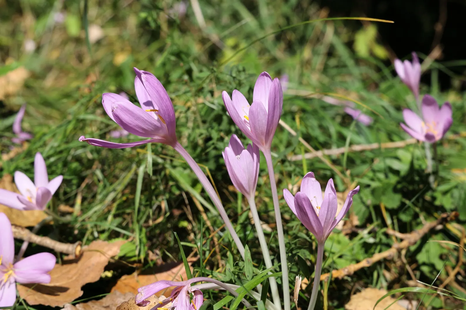 Meadow Saffron (Colchicum Speciosum) — goblet-shaped flowers up to 6 inches tall; only to die back before the flowering season.<br><br>Growing to a, image 92