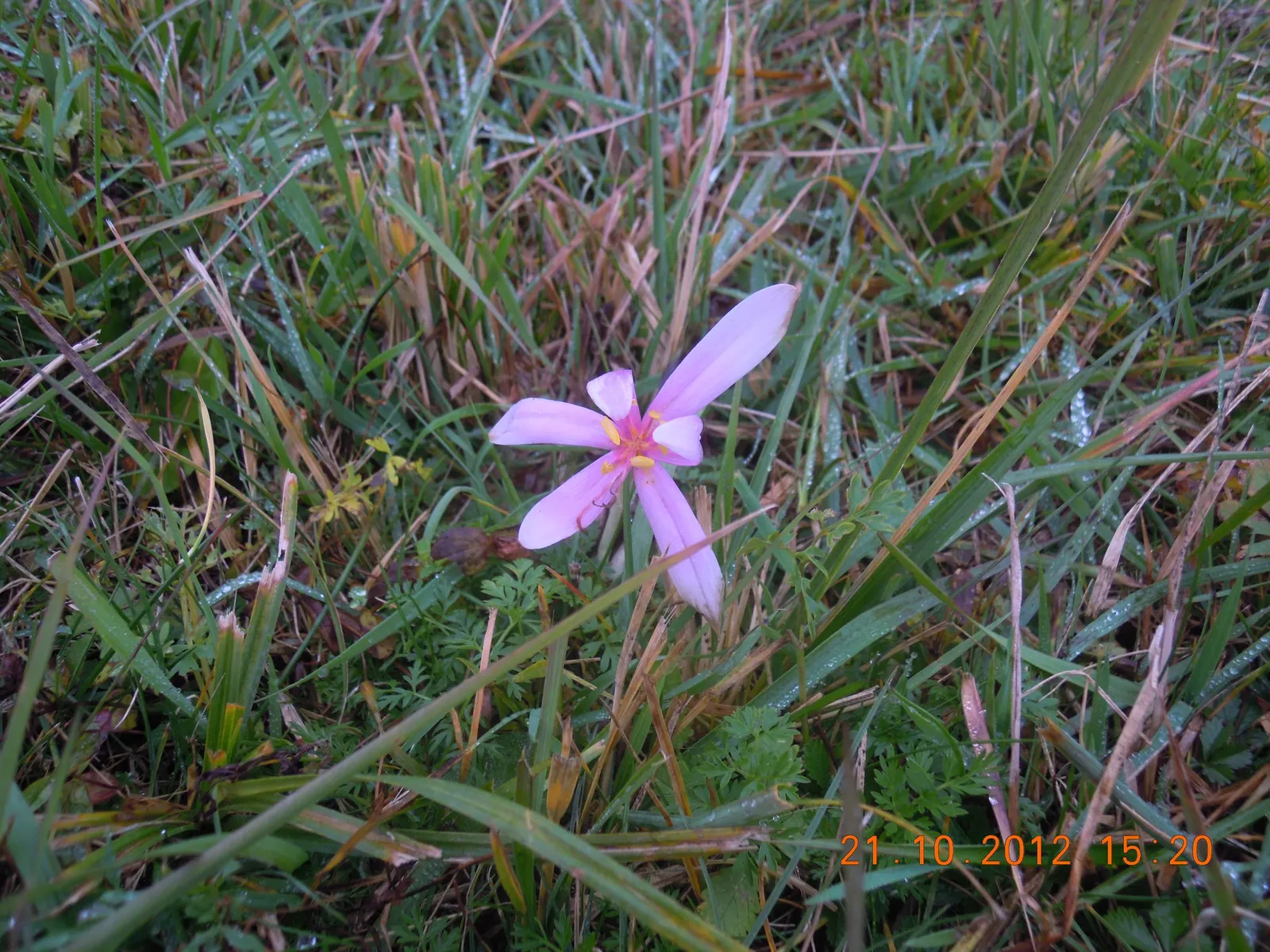 Meadow Saffron (Colchicum Speciosum) — Keep in mind that all parts of this plant are highly toxic if ingested; especially during dry spells, image 111