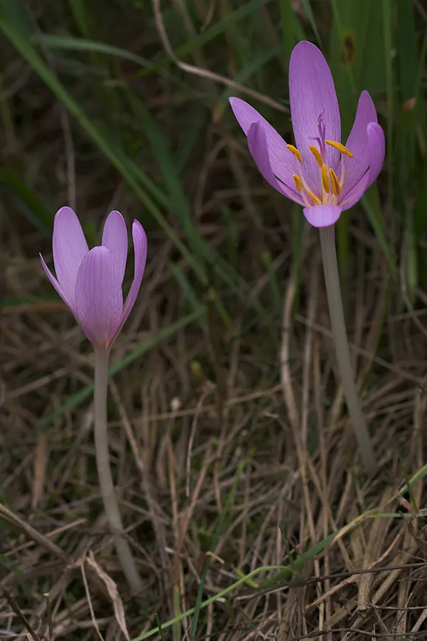 Meadow Saffron (Colchicum Speciosum) — ideal for naturalizing in grassy areas or planting in borders and rock gardens; this makes it perfect for, image 97