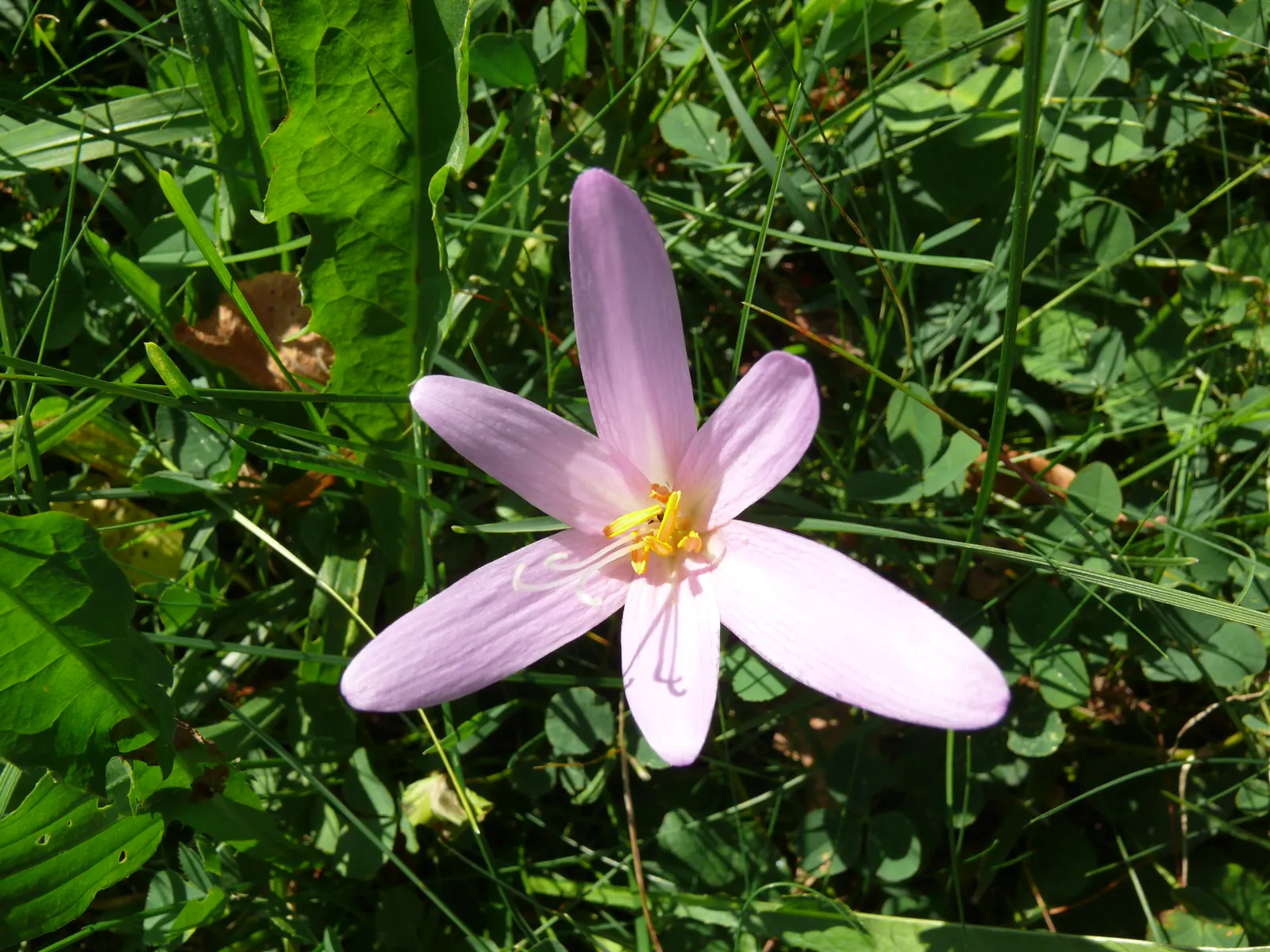 Meadow Saffron (Colchicum Speciosum) — When incorporating Meadow Saffron in a landscape design, consider planting in clusters for maximum impact; cup-shaped