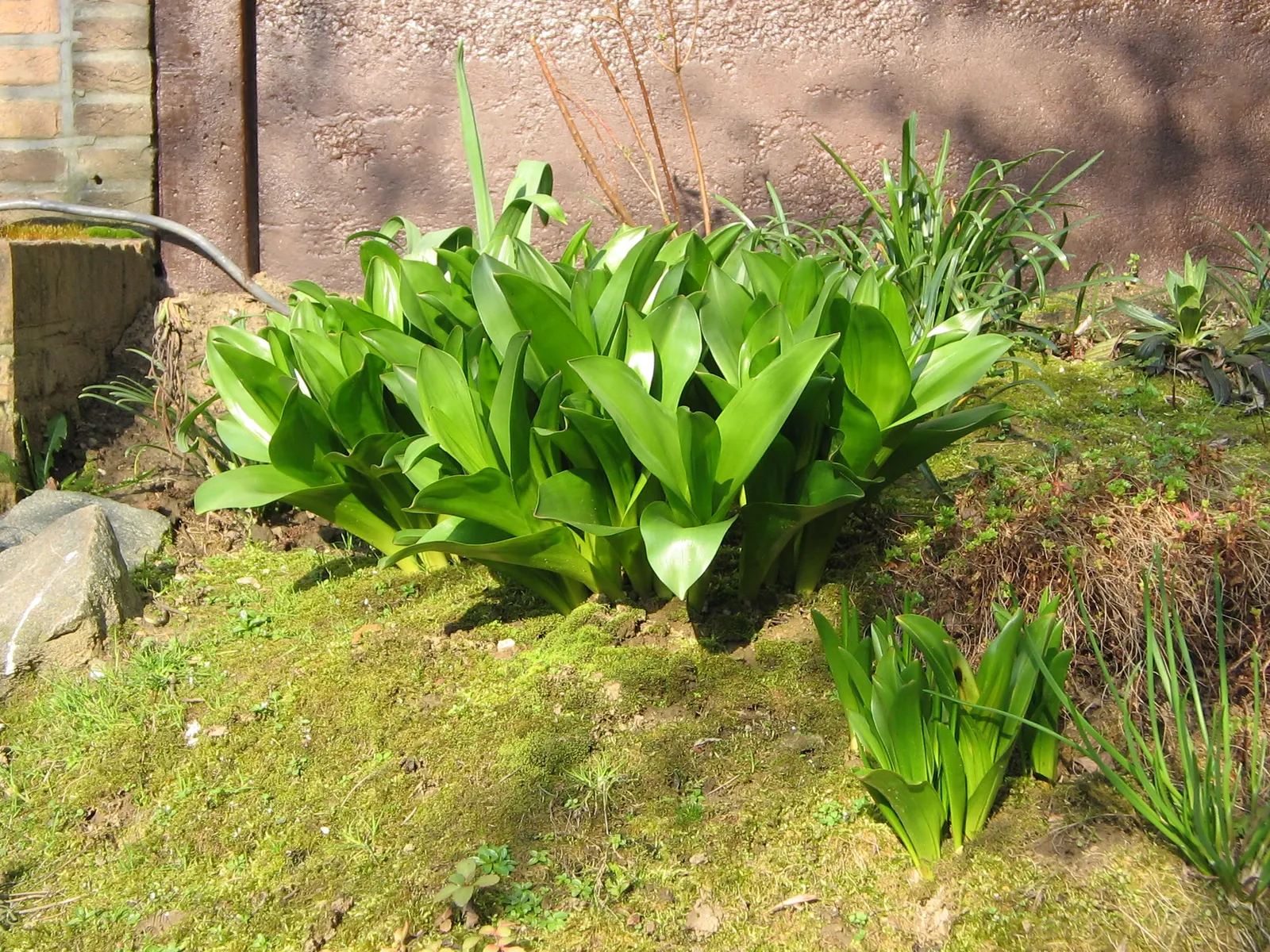Meadow Saffron (Colchicum Speciosum) — However, avoid waterlogged conditions, as this can lead to bulb rot; so it should be sited away from, image 145