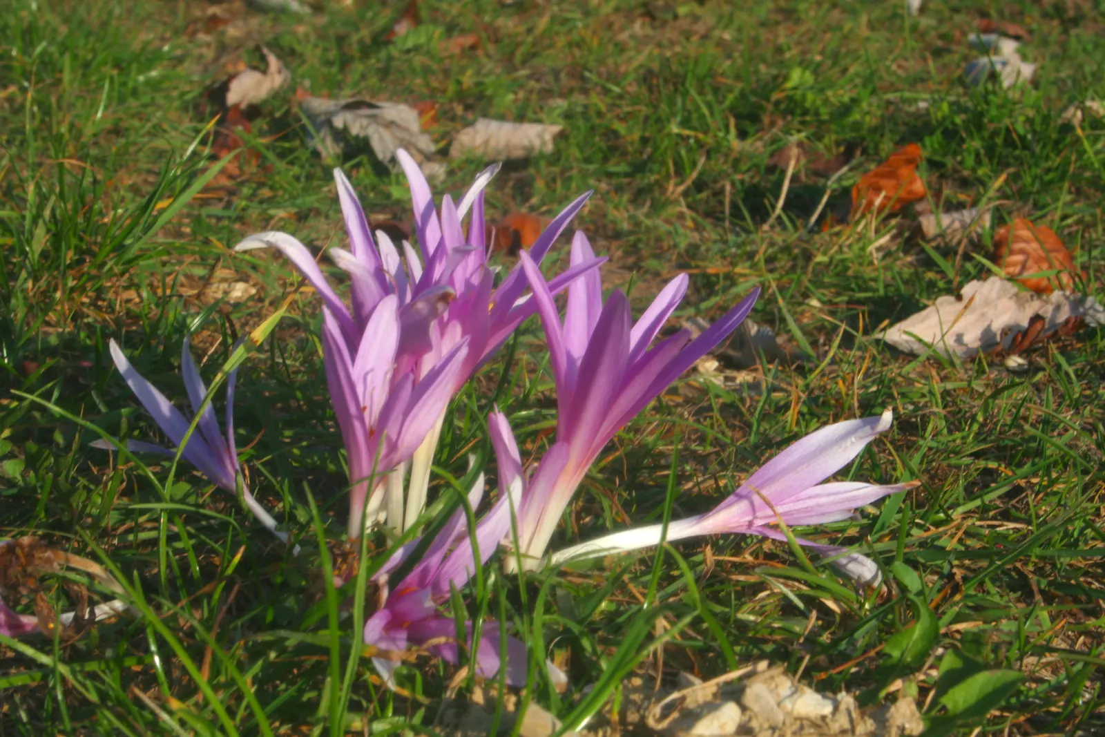 Meadow Saffron (Colchicum Speciosum) — Thriving in USDA zones 4-8, it requires moist, well-drained soil and partial shade