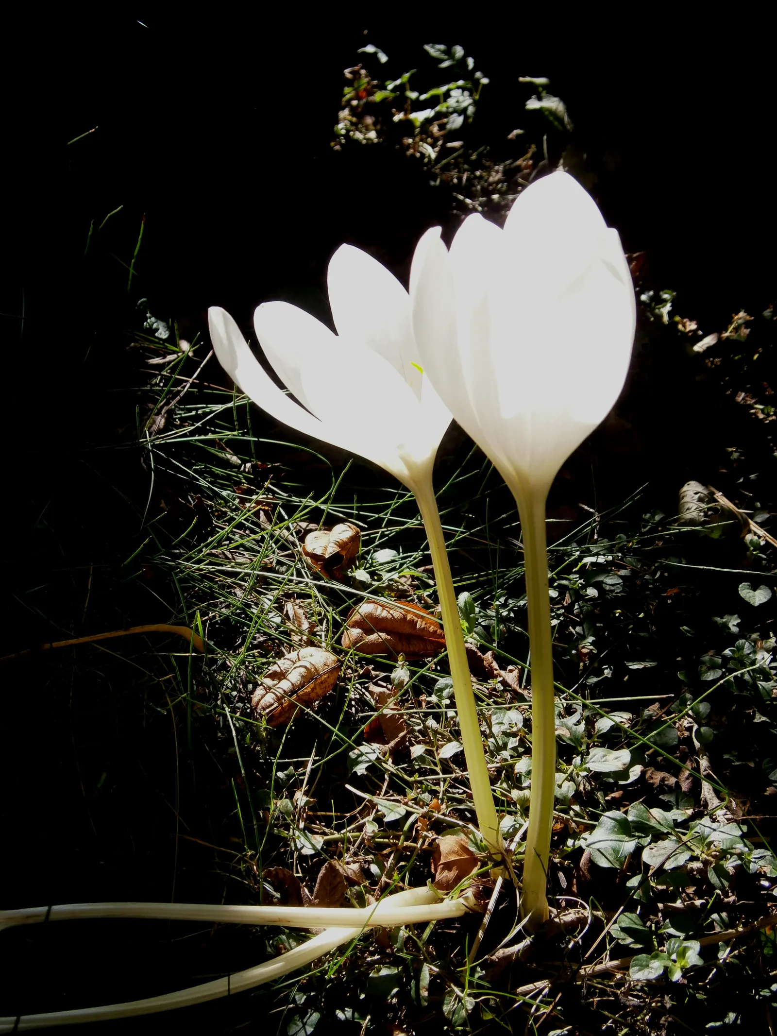 Meadow Saffron (Colchicum Speciosum) — fertile soil with a neutral to slightly alkaline pH; caution: all plant parts are toxic, image 104