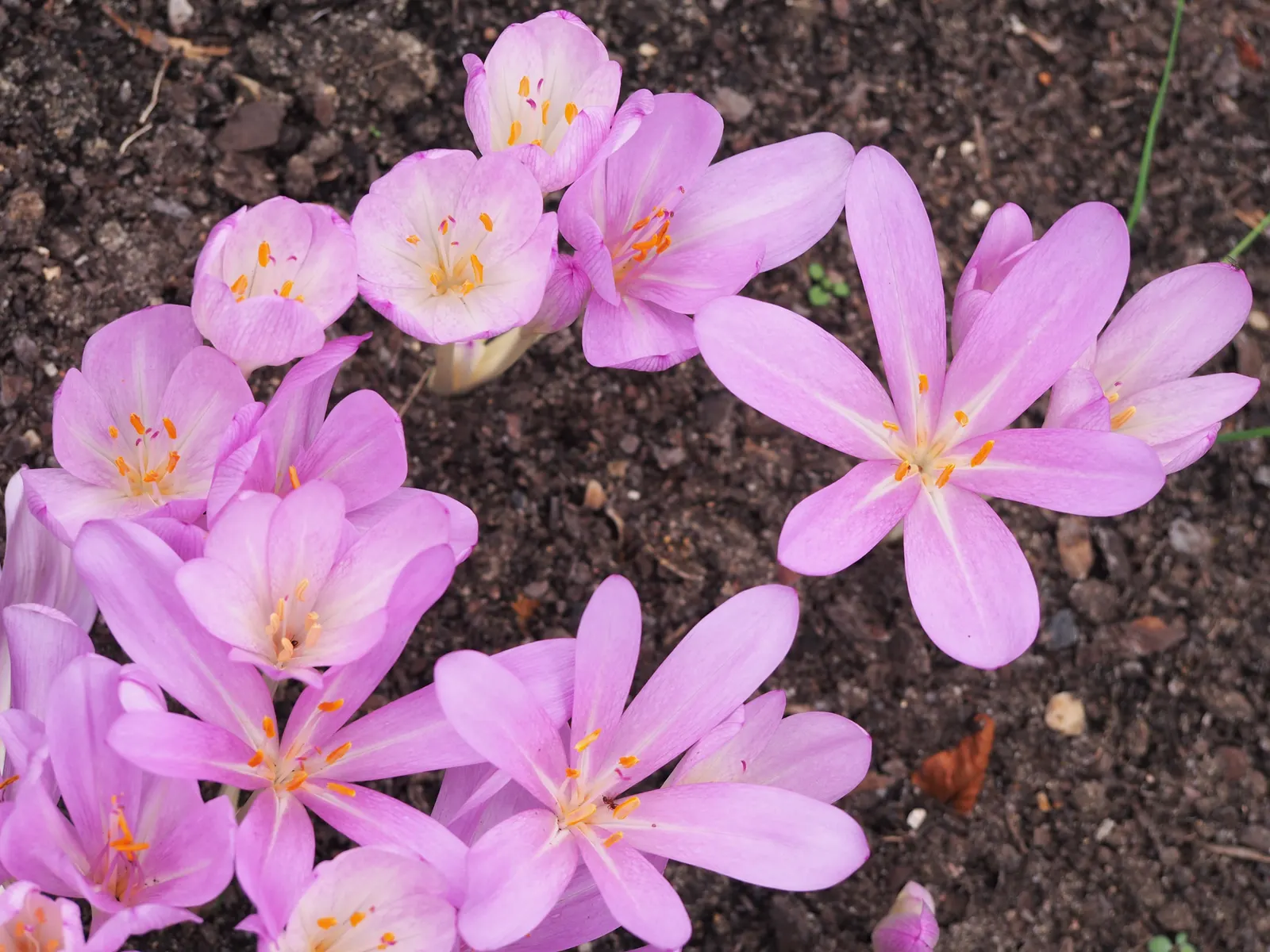 Meadow Saffron (Colchicum Speciosum) — goblet-shaped flowers up to 6 inches tall; only to die back before the flowering season.<br><br>Growing to a, image 122