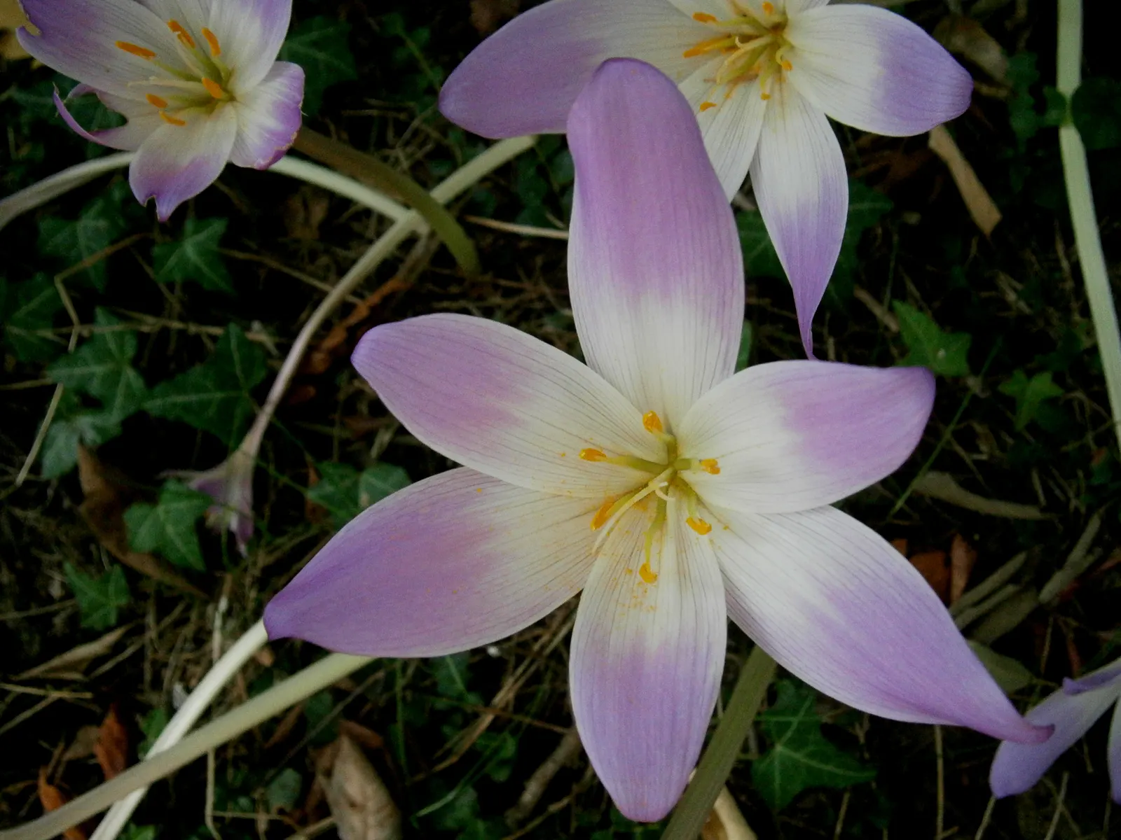Meadow Saffron (Colchicum Speciosum) — bulb for full or half