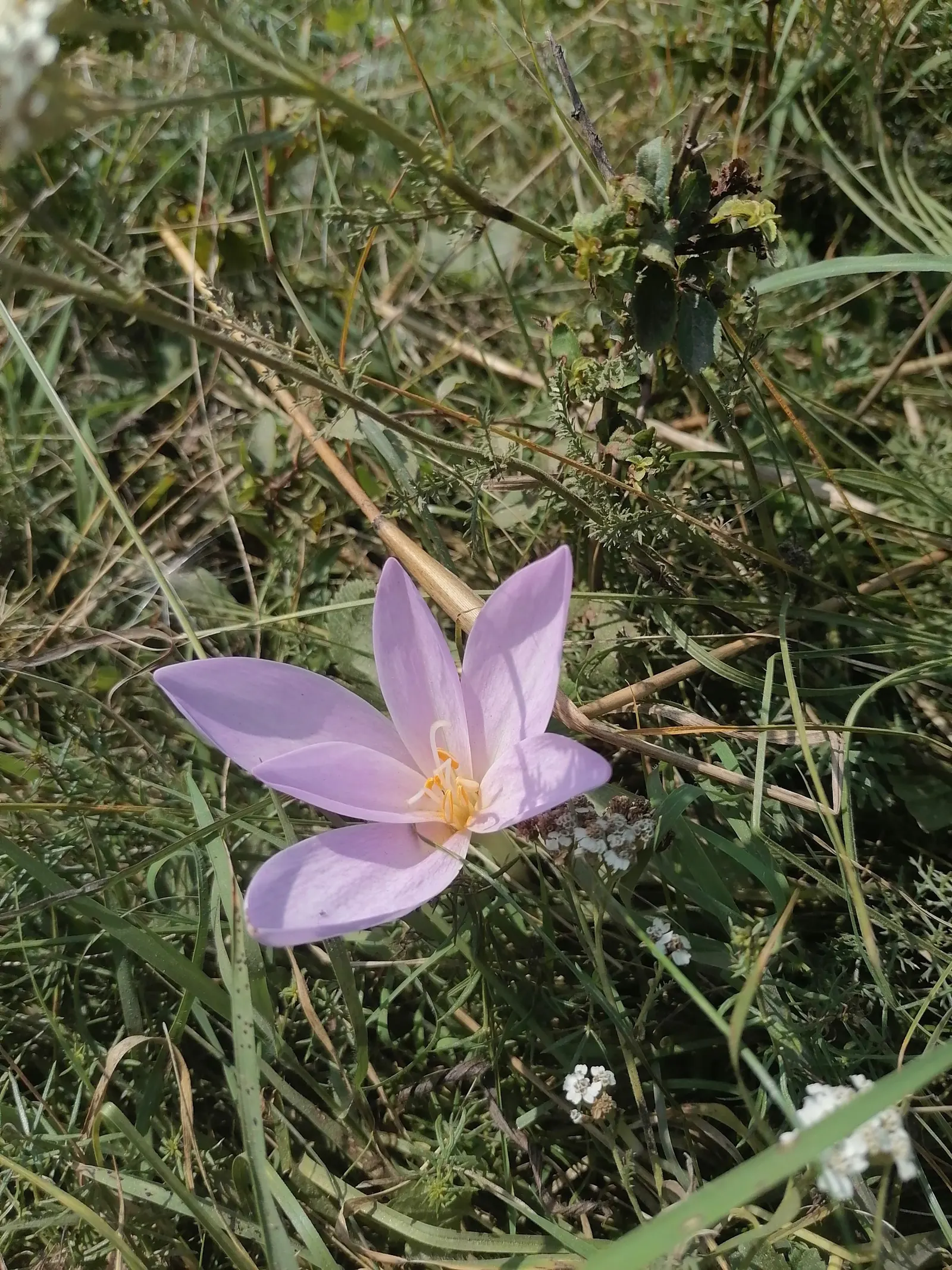 Meadow Saffron (Colchicum Speciosum) — A member of the Colchicaceae family; ensure adequate moisture during the growing season, image 98