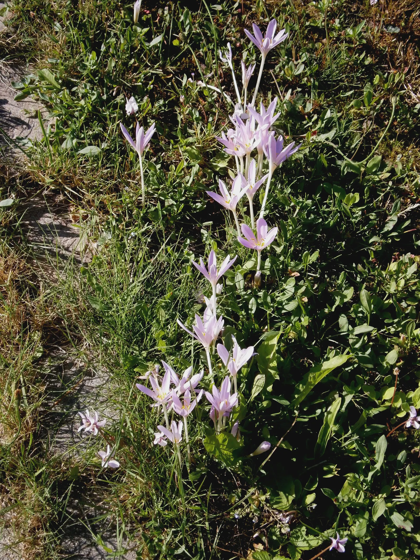 Meadow Saffron (Colchicum Speciosum) — ensure adequate moisture during the growing season