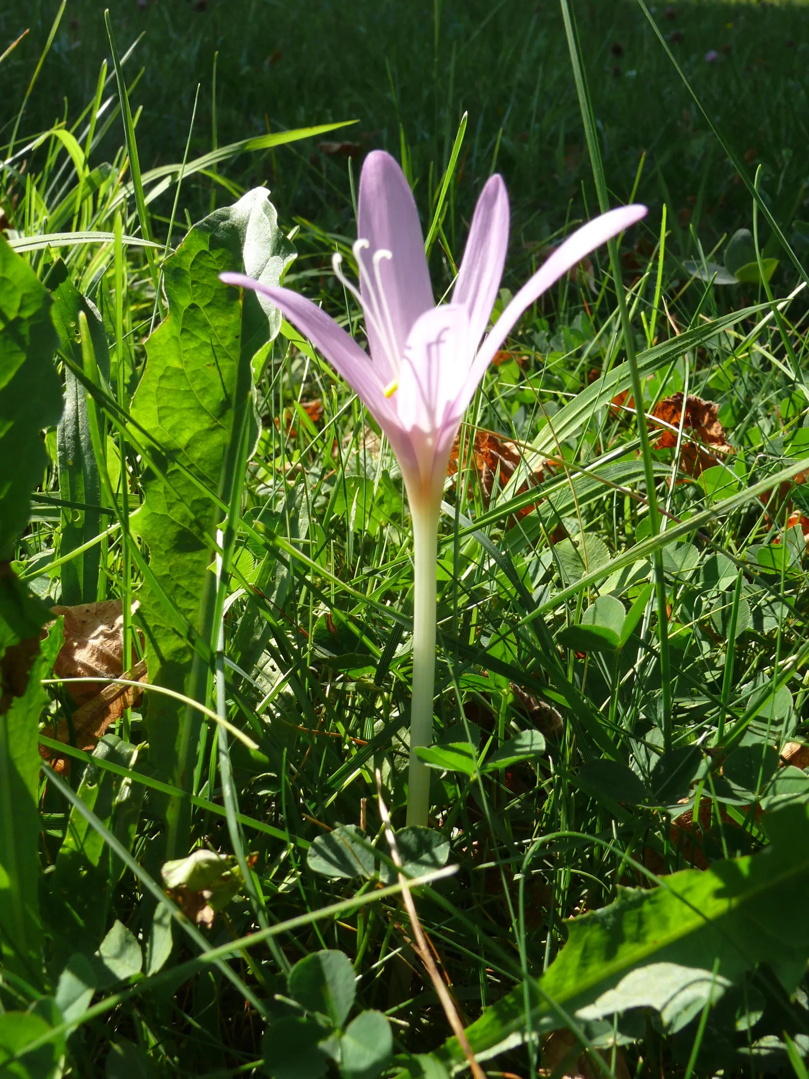 Meadow Saffron (Colchicum Speciosum) — It thrives in USDA hardiness zones 4 through 8 and performs best in full sun to partial shade; with a spread of roughly