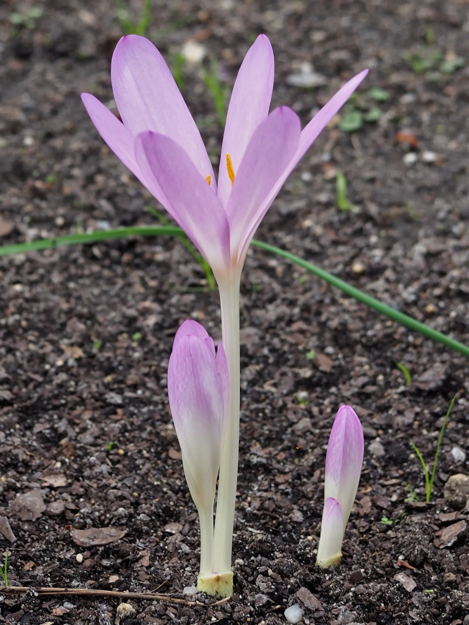 Meadow Saffron (Colchicum Speciosum) — It thrives in USDA hardiness zones 4 through 8 and performs best in full sun to partial shade; with a spread, image 135