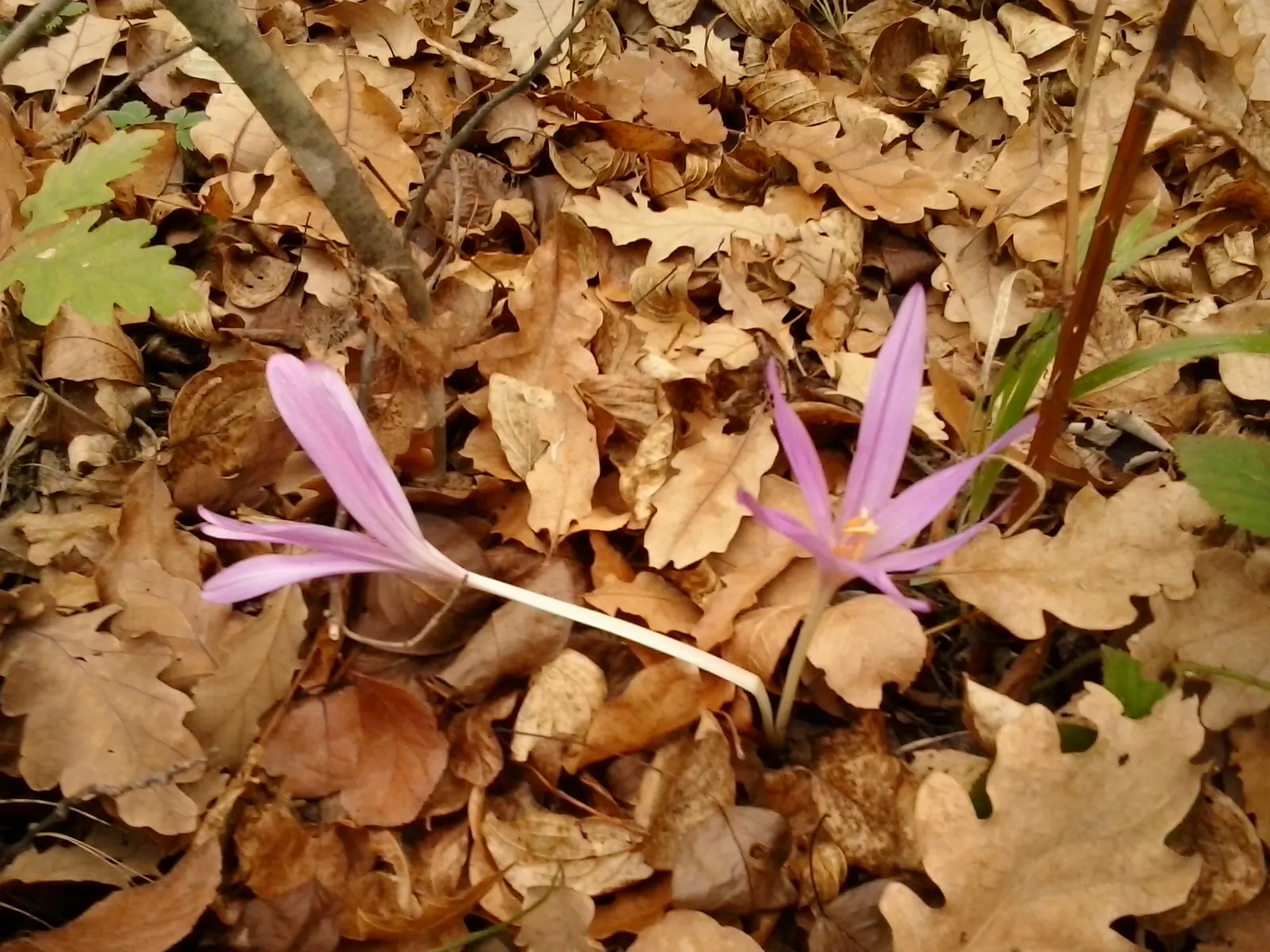Meadow Saffron (Colchicum Speciosum) — appearing before its strappy green leaves in spring