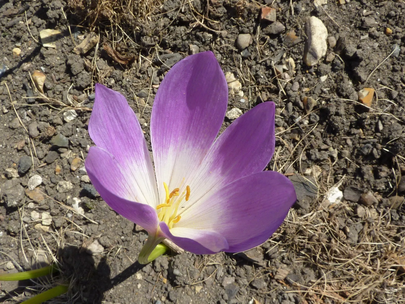 Meadow Saffron (Colchicum Speciosum) — Its autumnal blooms add a unique splash of late-season color; this captivating plant is commonly known for, image 66