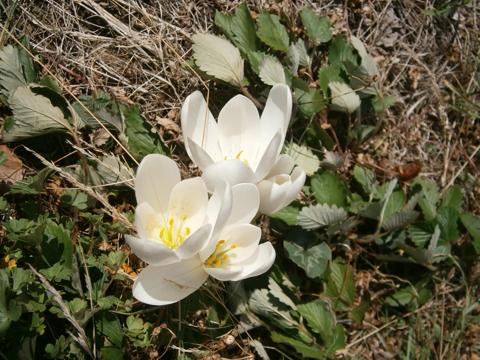 Meadow Saffron (Colchicum Speciosum) — only to die back before the flowering season.<br><br>Growing to a height of about 6 to 10 inches; fertile, image 101
