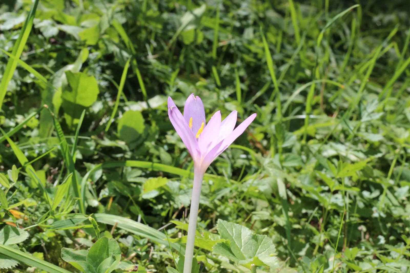 Meadow Saffron (Colchicum Speciosum) — Meadow Saffron (Colchicum speciosum) is a striking fall-blooming perennial; thriving in USDA zones 4-8, it, image 91
