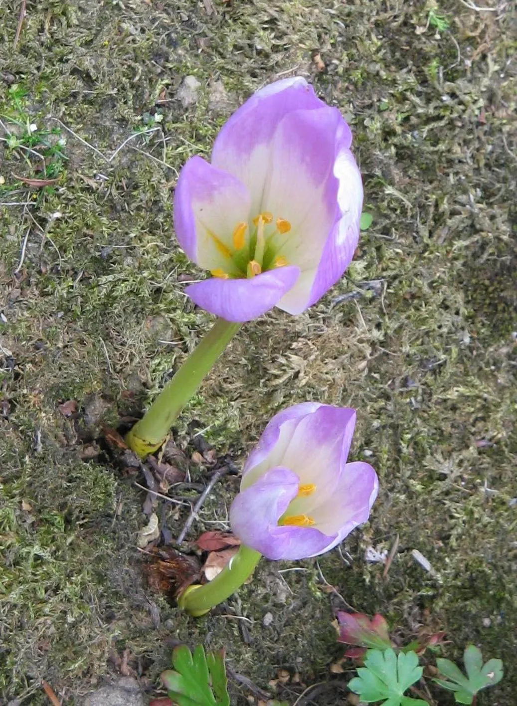 Meadow Saffron (Colchicum Speciosum) — appearing before its strappy green leaves in spring; presenting a bold statement in the fall garden, image 93