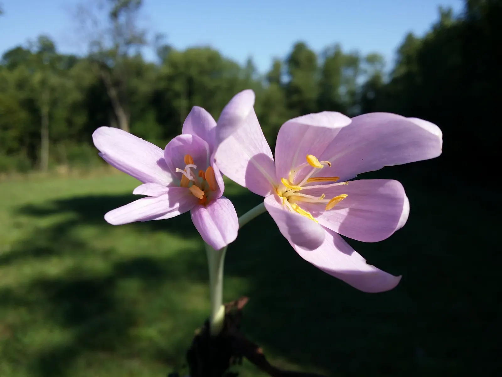 Meadow Saffron (Colchicum Speciosum) — purple flowers in the garden