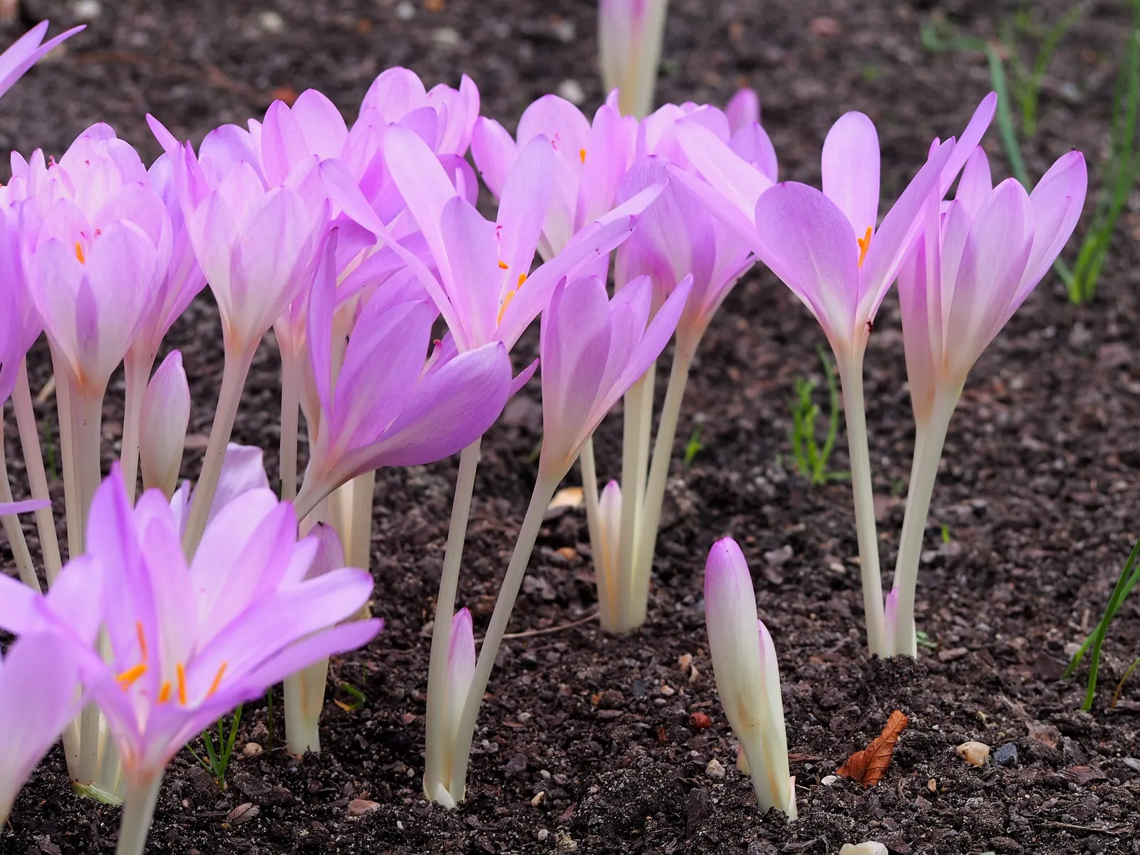 Meadow Saffron (Colchicum Speciosum) — offering a delightful surprise when much of the landscape is preparing for the quiet of winter