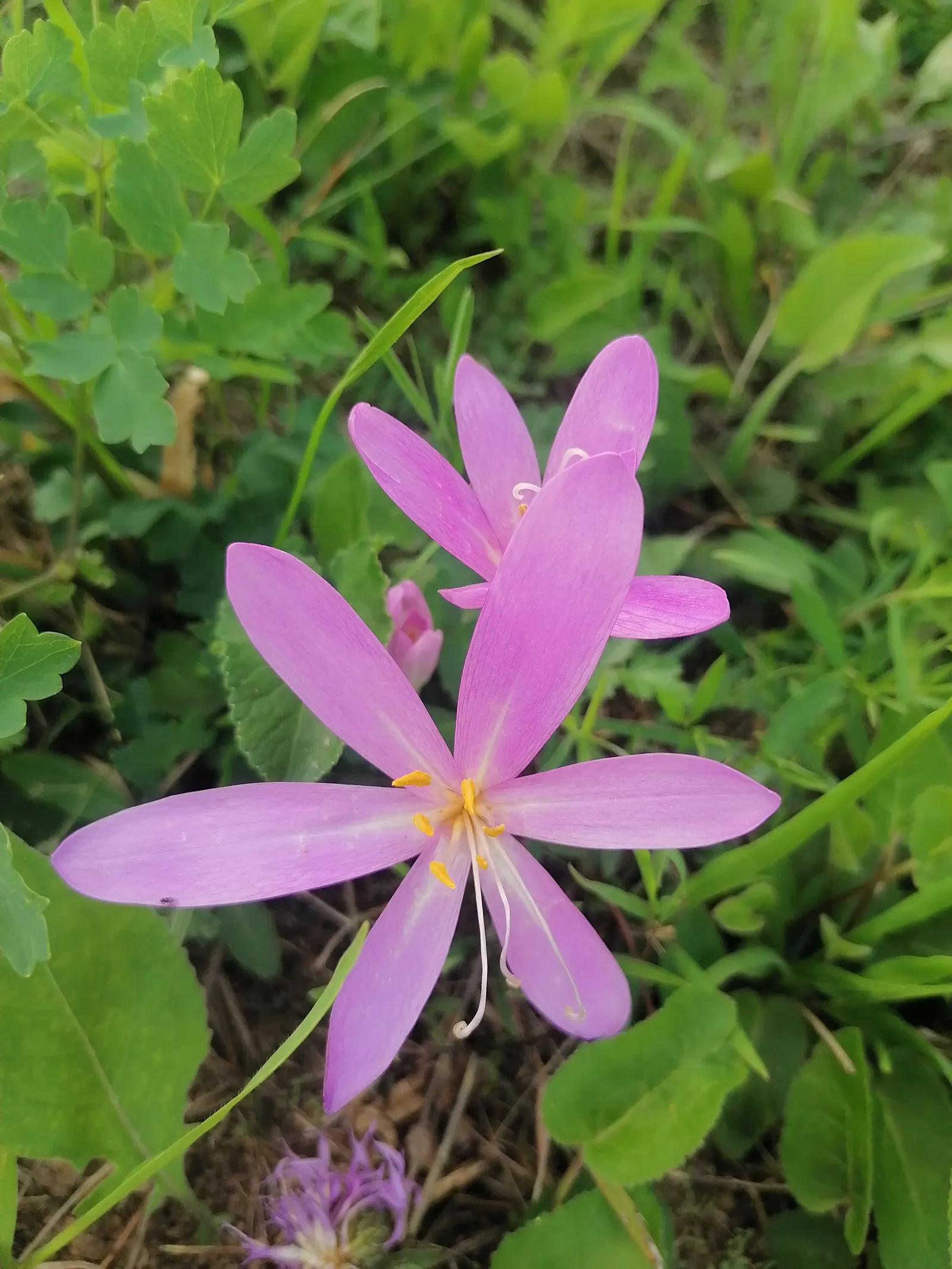 Meadow Saffron (Colchicum Speciosum) — the Meadow Saffron appreciates well-drained; purple flowers in the garden, image 73