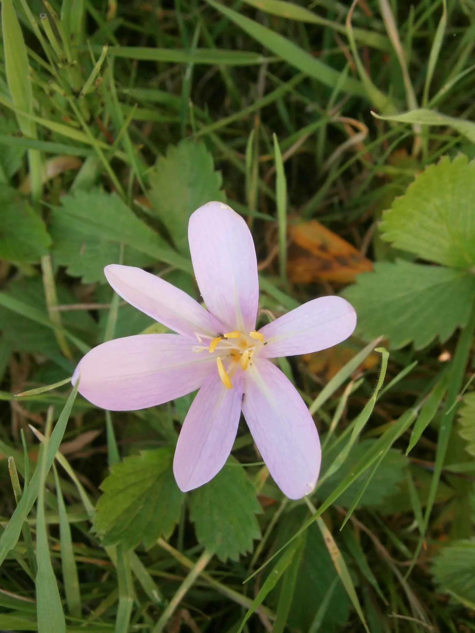 Meadow Saffron (Colchicum Speciosum) — bulb with purple blooms