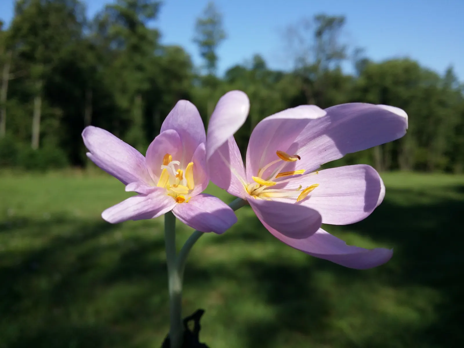 Meadow Saffron (Colchicum Speciosum) — while its foliage appears in spring; ideal for naturalizing in grassy areas or planting in borders and rock, image 70