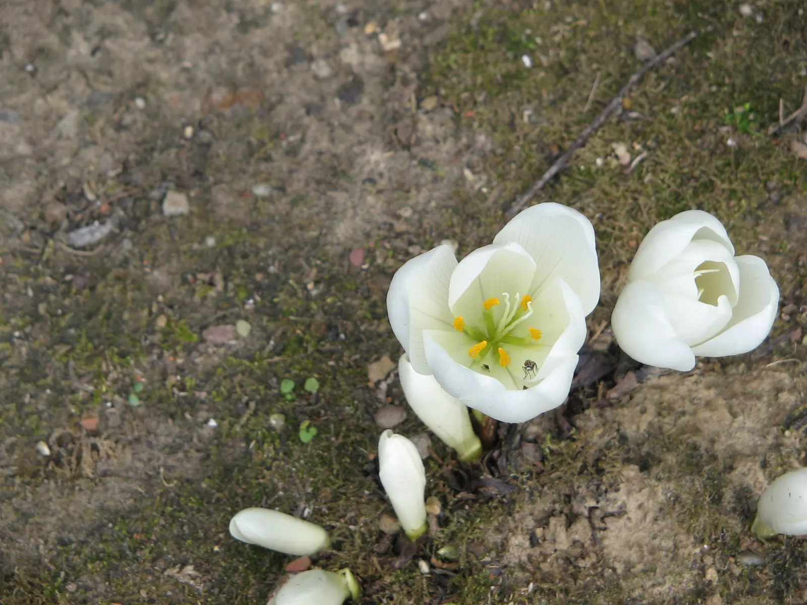 Meadow Saffron (Colchicum Speciosum) — goblet-shaped flowers up to 6 inches tall; only to die back before the flowering season.<br><br>Growing to a height of