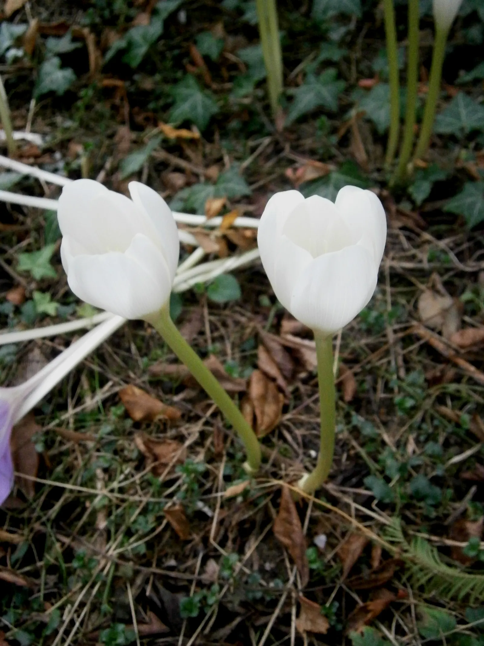 Meadow Saffron (Colchicum Speciosum) — only to die back before the flowering season.<br><br>Growing to a height of about 6 to 10 inches; fertile soil with a