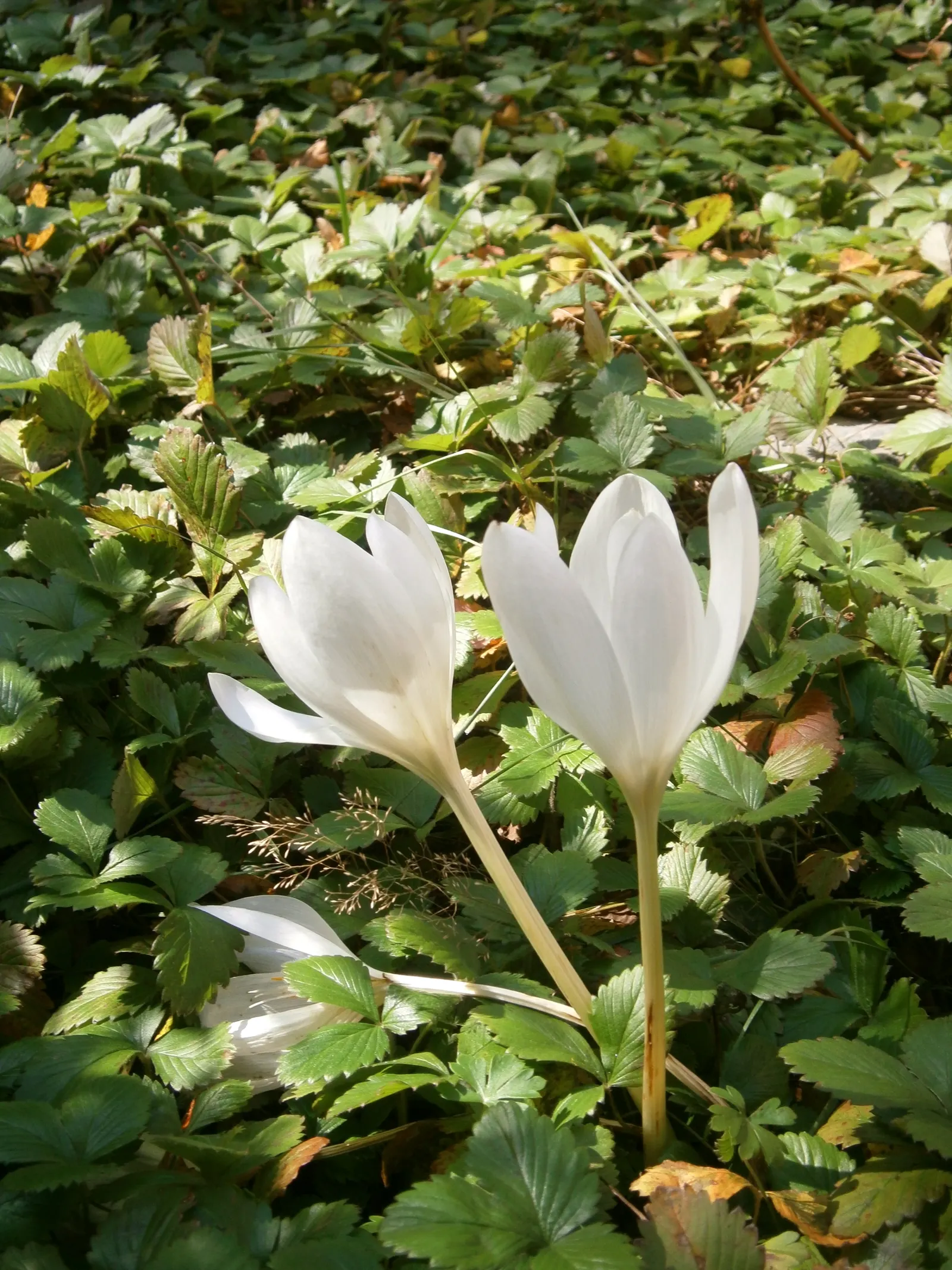 Meadow Saffron (Colchicum Speciosum) — while its foliage appears in spring; ideal for naturalizing in grassy areas or planting in borders and rock gardens