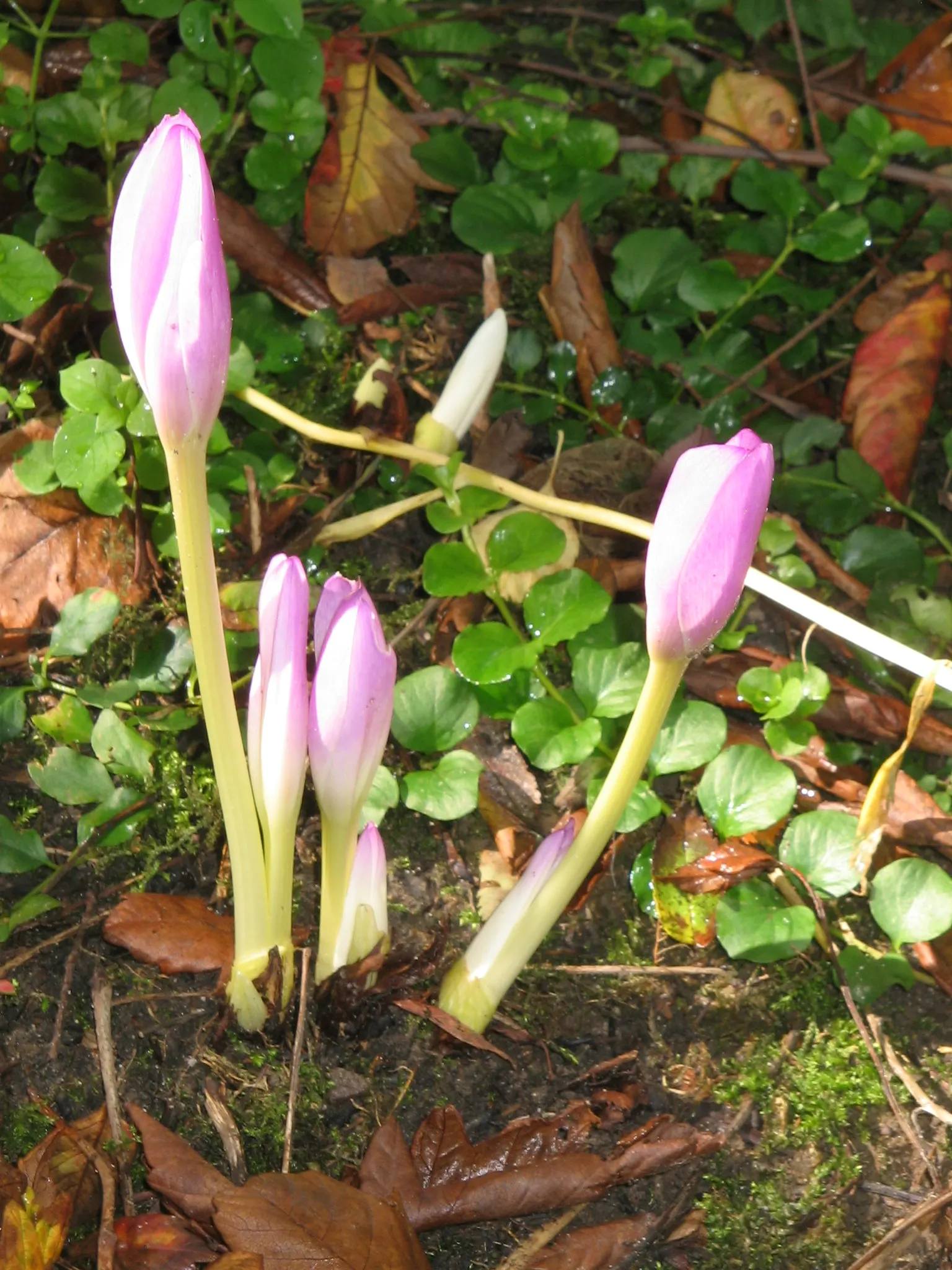 Meadow Saffron (Colchicum Speciosum) — when most other plants are fading; while its foliage appears in spring, image 139