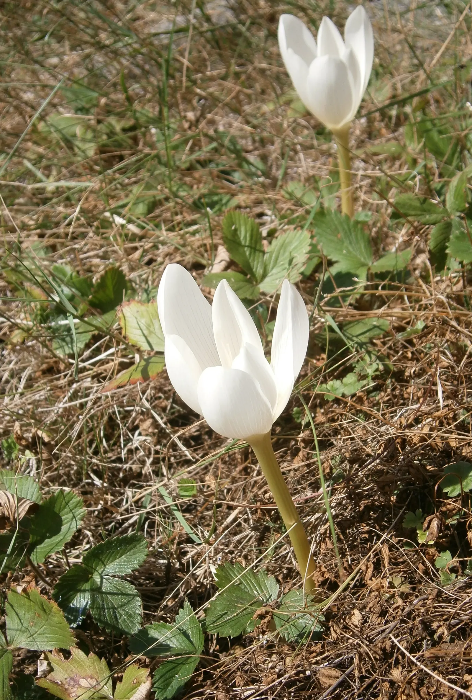 Meadow Saffron (Colchicum Speciosum) — cup-shaped flowers can reach up to 4 inches in height