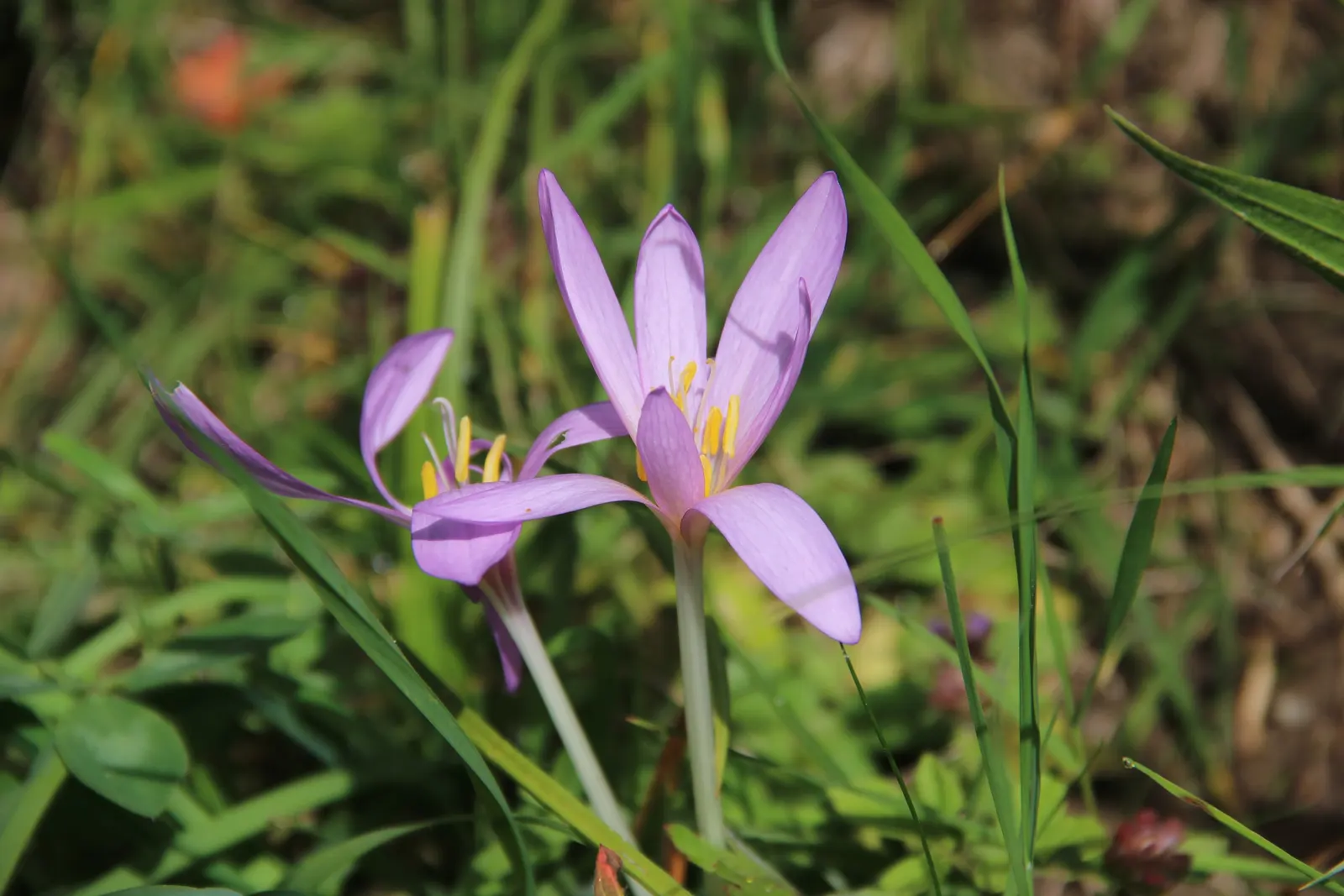 Meadow Saffron (Colchicum Speciosum) — fertile soil with a neutral to slightly alkaline pH; caution: all plant parts are toxic