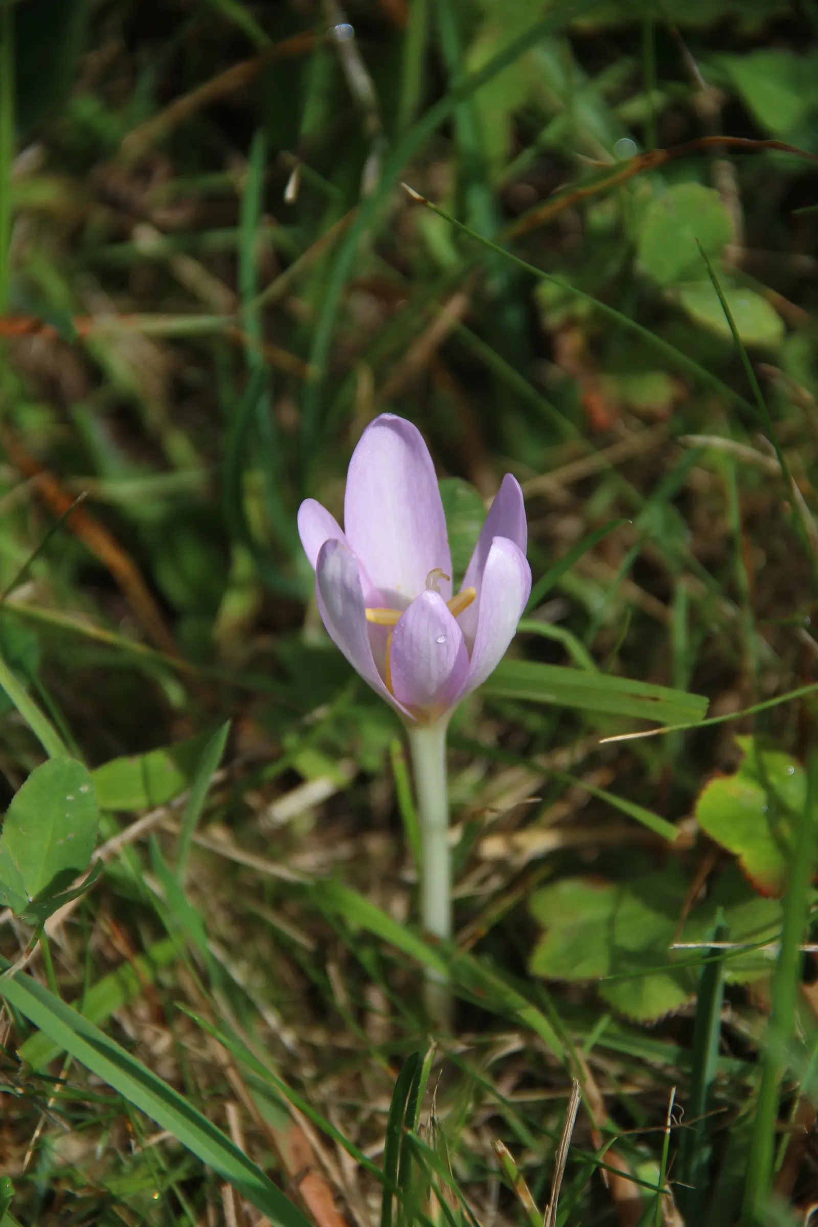Meadow Saffron (Colchicum Speciosum) — This makes it perfect for garden borders or naturalizing in grassy areas; when most other plants are fading, image 136