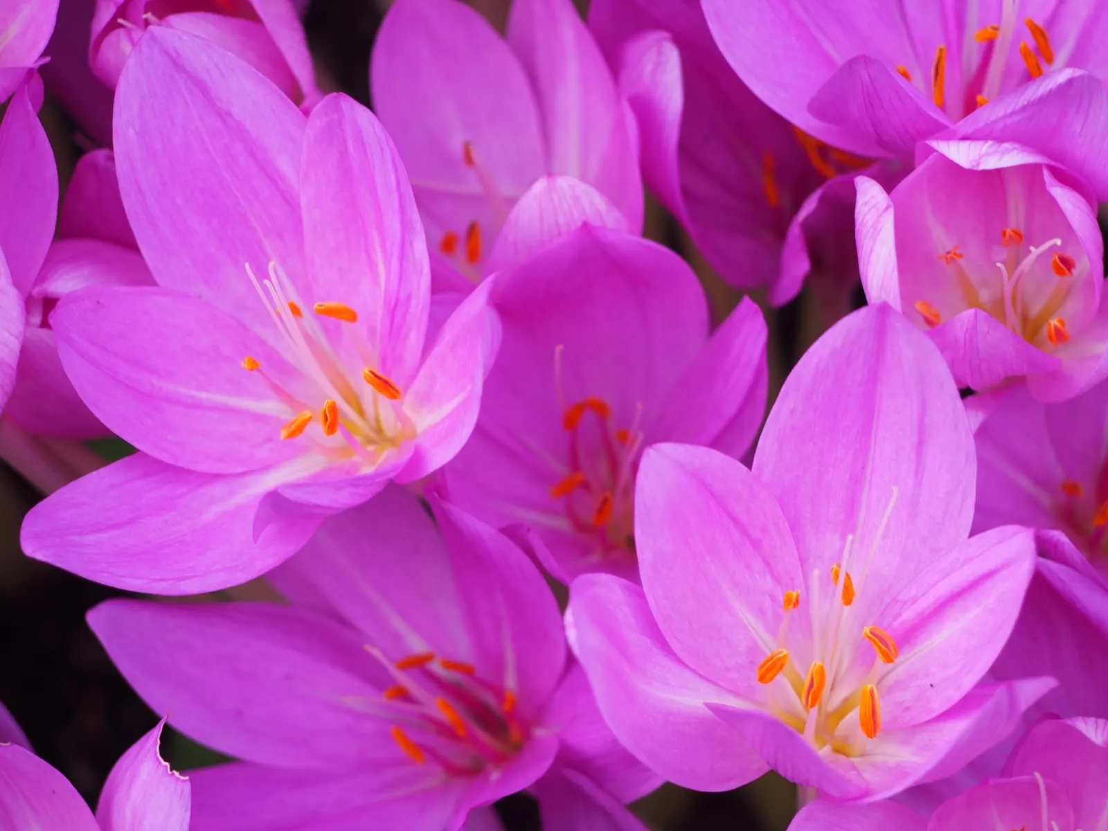 Meadow Saffron (Colchicum Speciosum) — A member of the Colchicaceae family