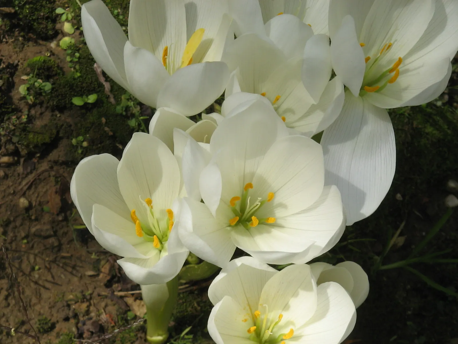Meadow Saffron (Colchicum Speciosum) — However, avoid waterlogged conditions, as this can lead to bulb rot; so it should be sited away from, image 85