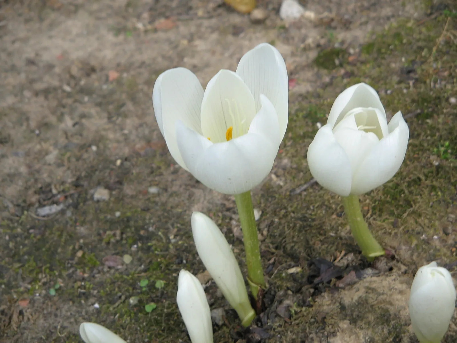 Meadow Saffron (Colchicum Speciosum) — cup-shaped flowers can reach up to 4 inches in height; colchicum speciosum can be a stunning and resilient, image 77