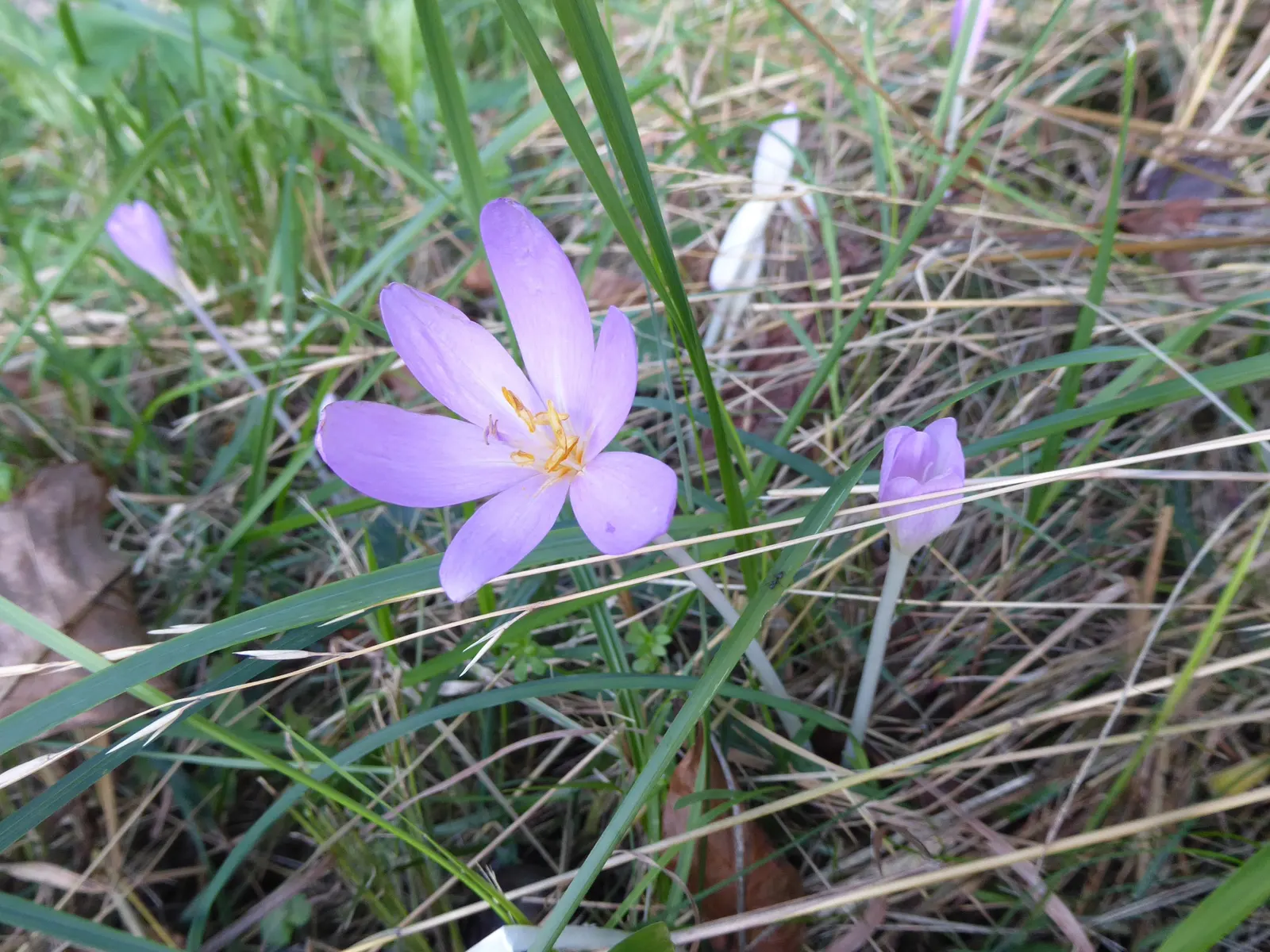 Meadow Saffron (Colchicum Speciosum) — ensure adequate moisture during the growing season; a member of the Colchicaceae family, image 113