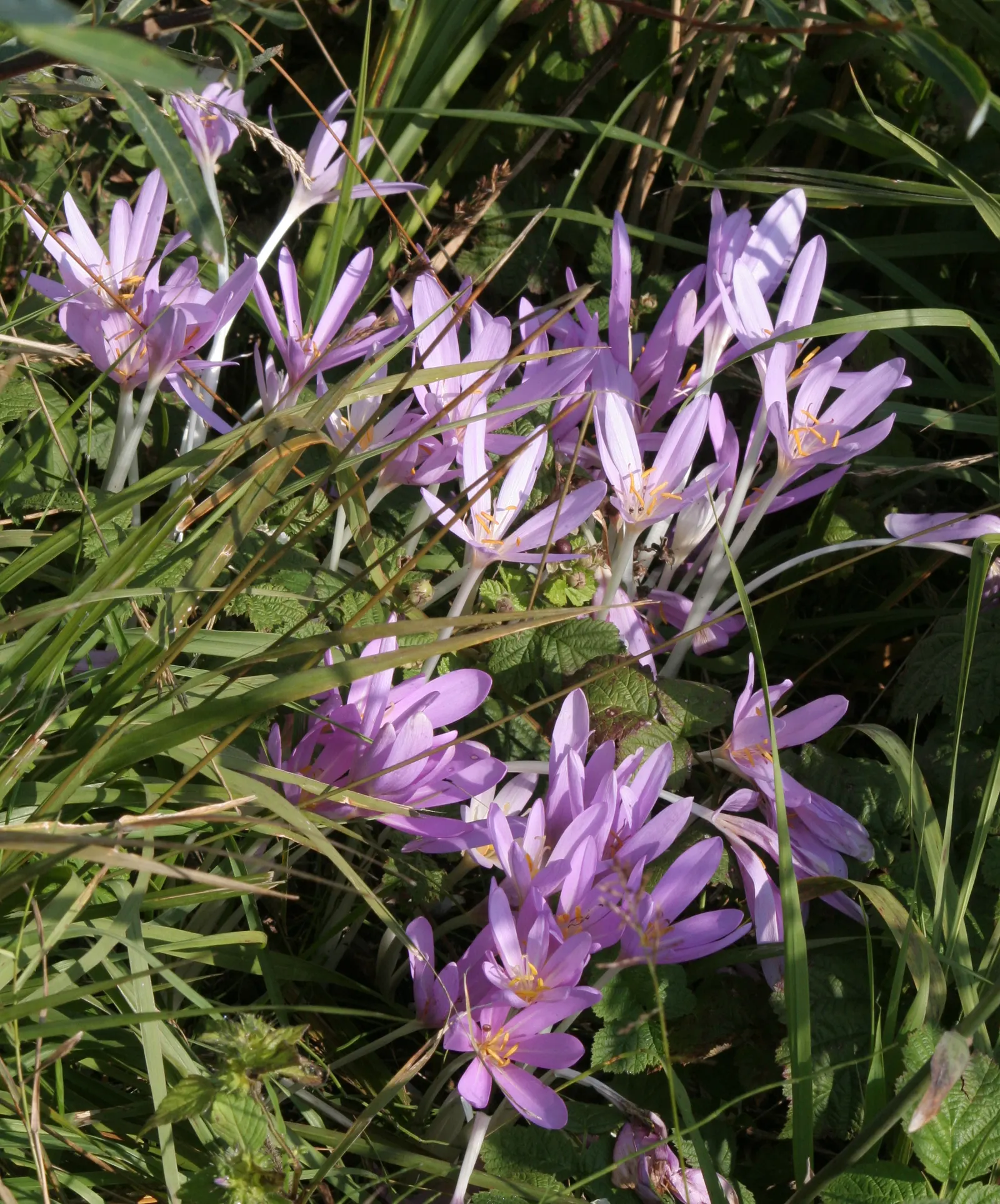Meadow Saffron (Colchicum Speciosum) — with a spread of roughly 3 to 6 inches