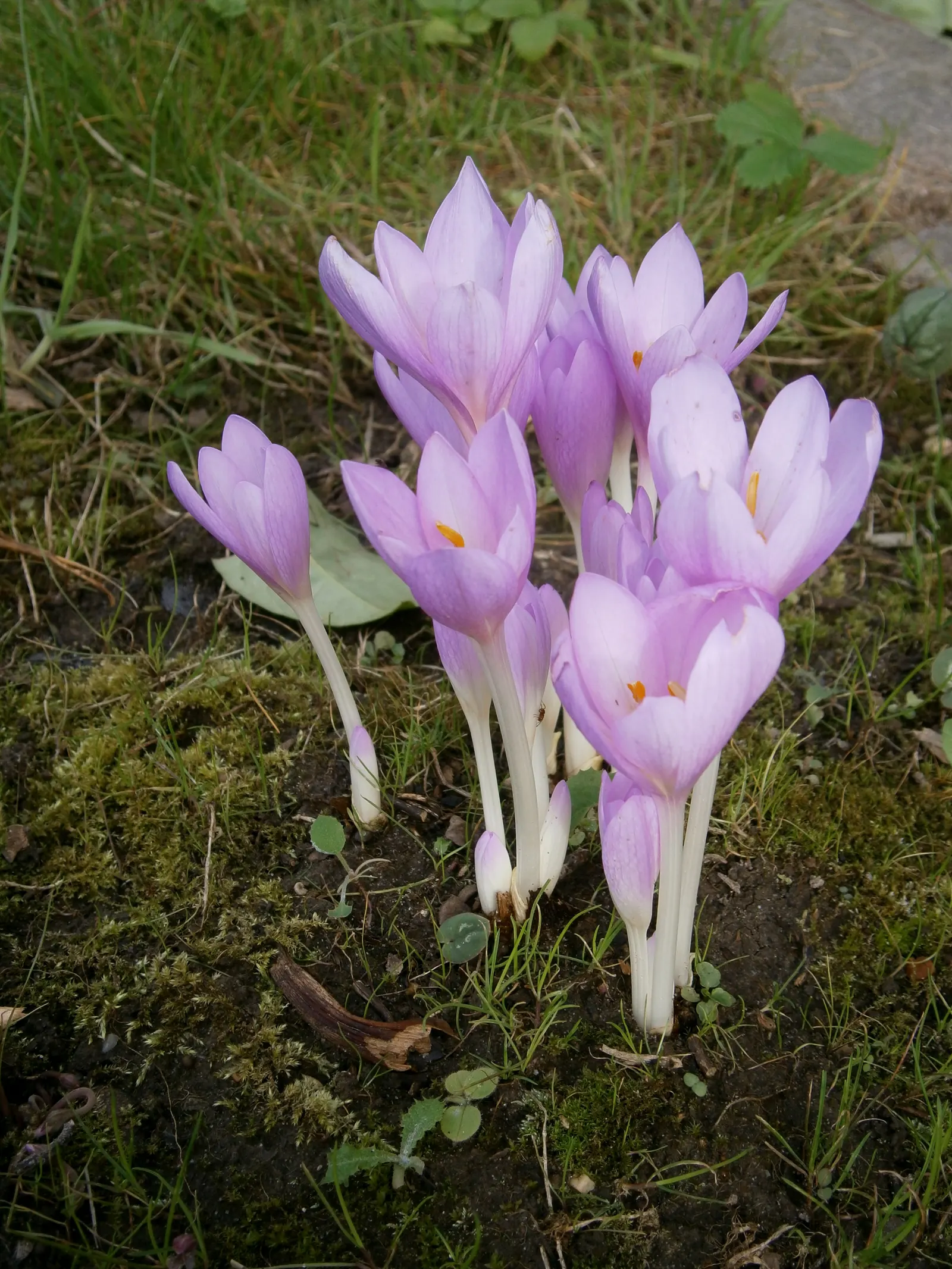 Meadow Saffron (Colchicum Speciosum) — A member of the Colchicaceae family; ensure adequate moisture during the growing season