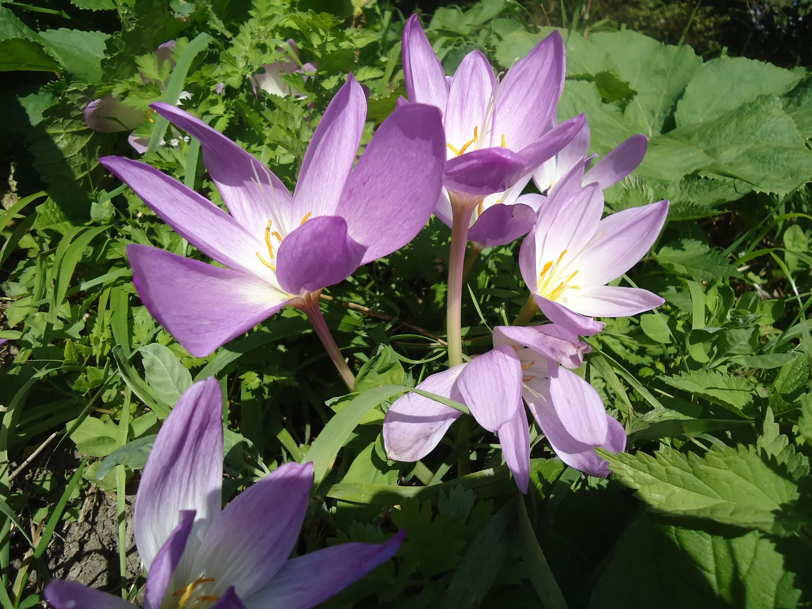 Meadow Saffron (Colchicum Speciosum) — It thrives in USDA hardiness zones 4 through 8 and performs best in full sun to partial shade; with a spread, image 105