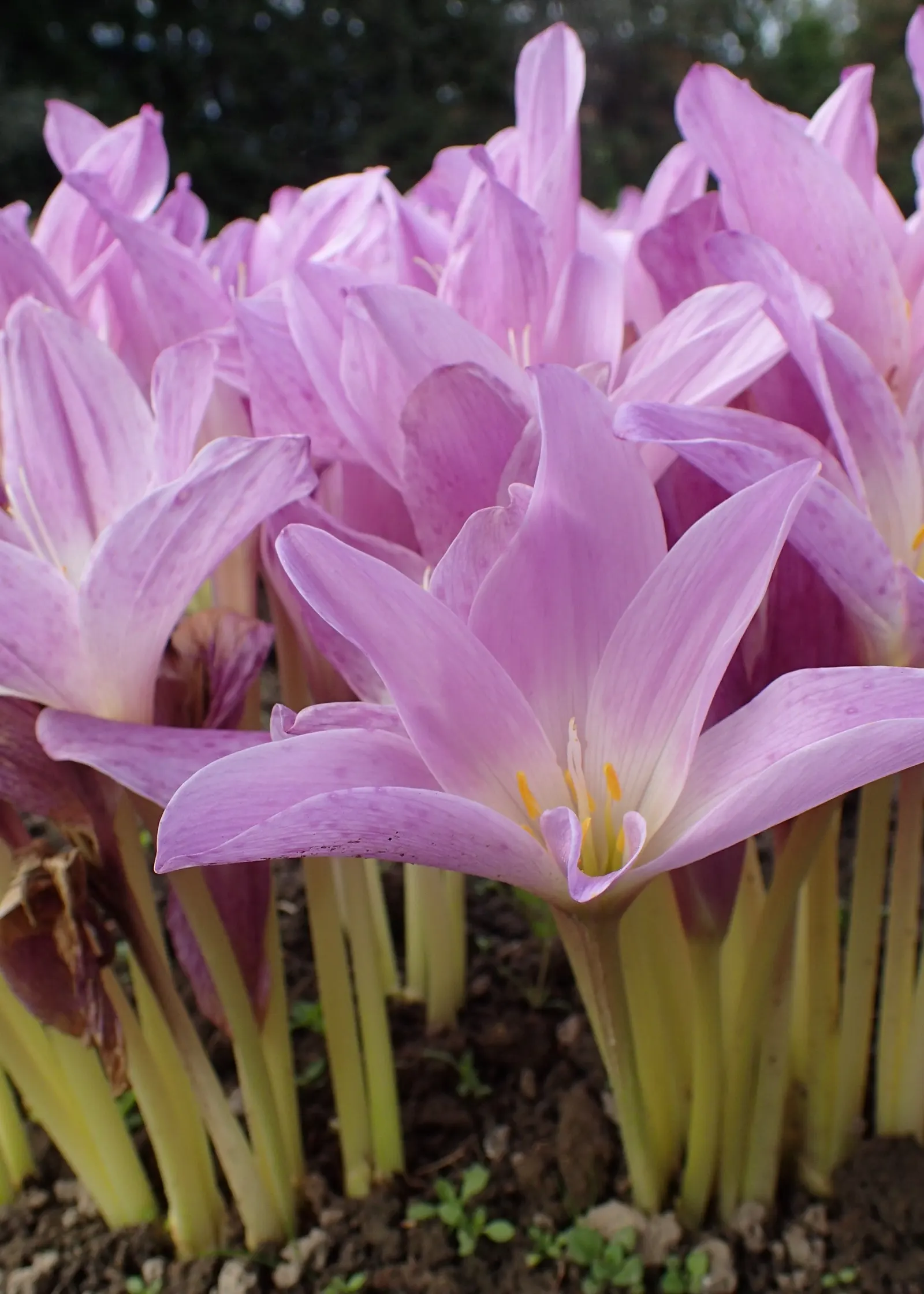 Meadow Saffron (Colchicum Speciosum) — Thriving in USDA zones 4-8, it requires moist, well-drained soil and partial shade; however, avoid waterlogged